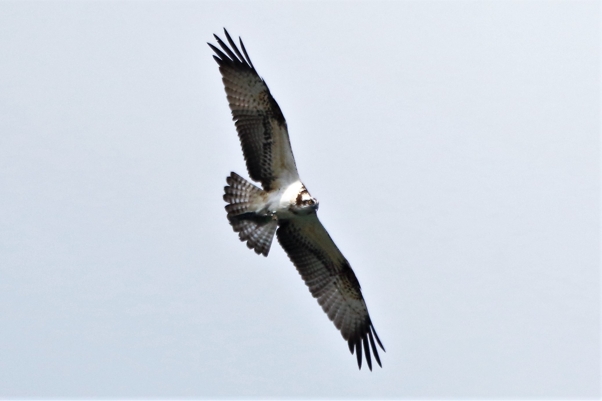 Osprey with prey 24-09 016