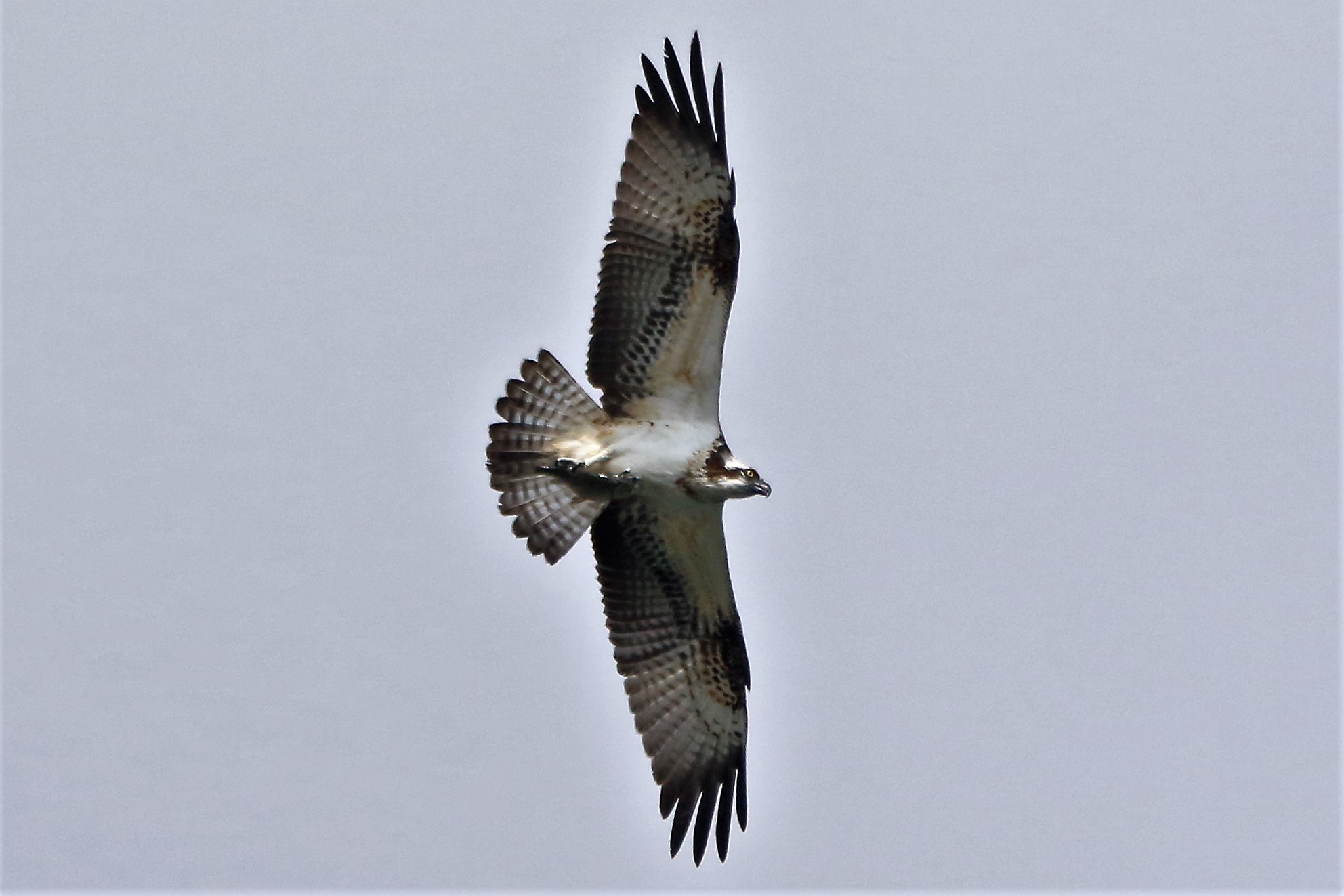 Osprey with prey 24-09 017