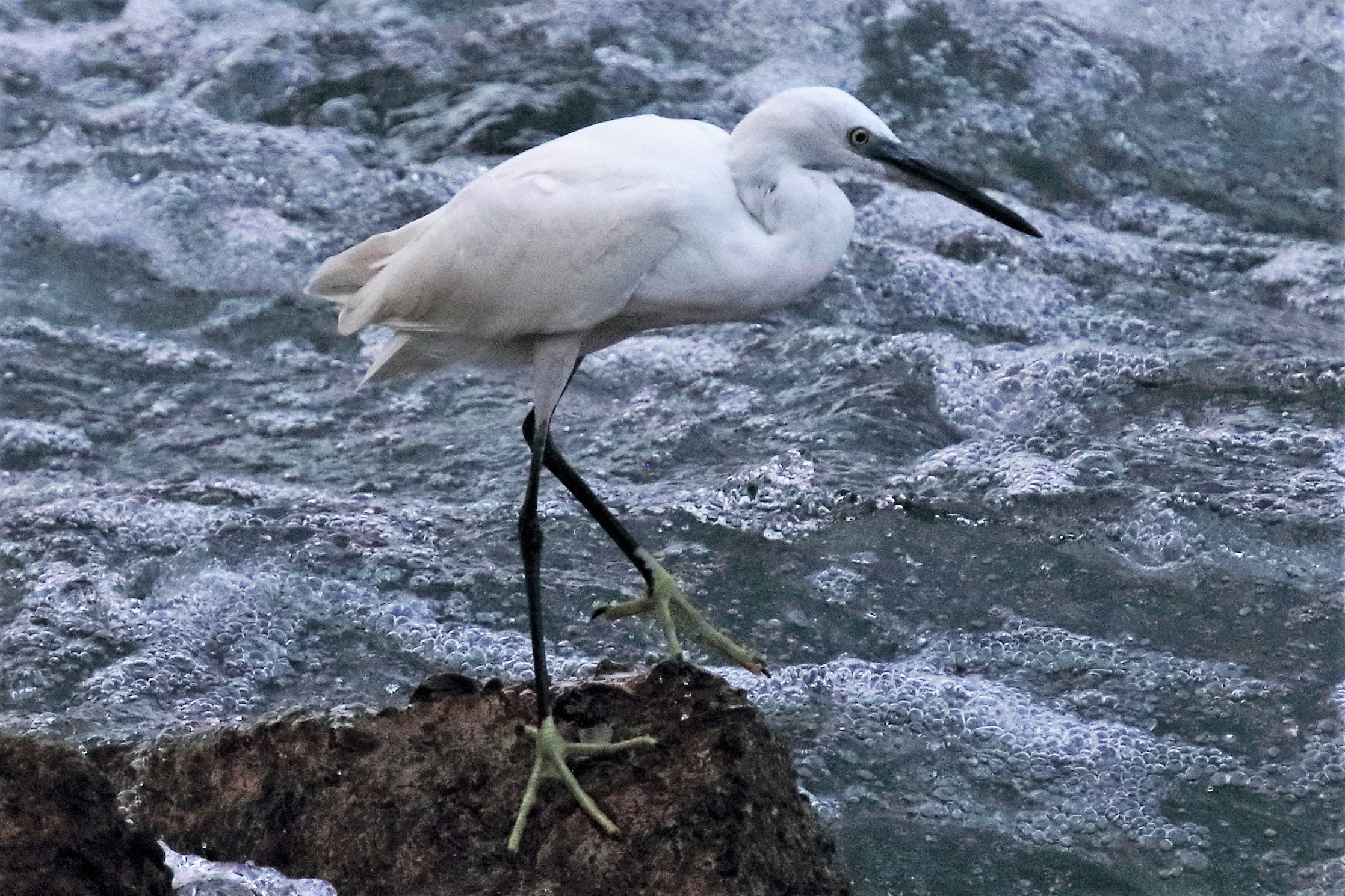 egret