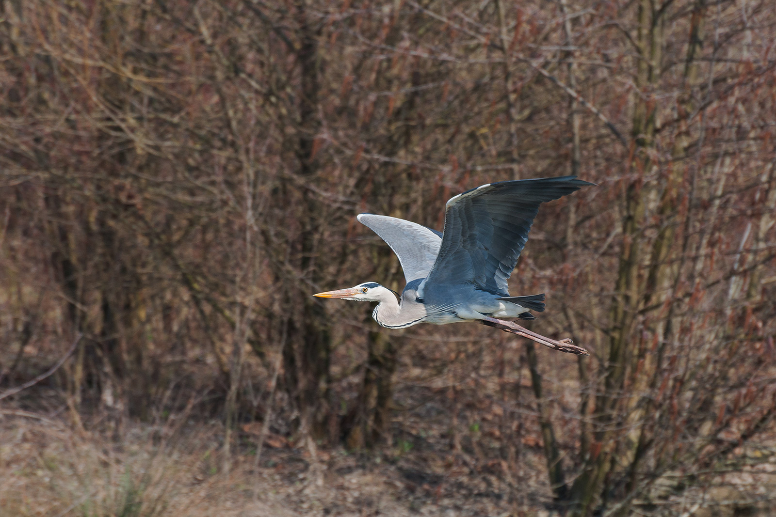 Heron in flight