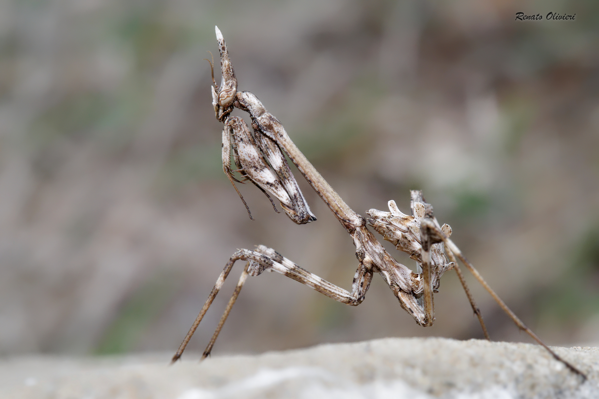 Empusa pennata