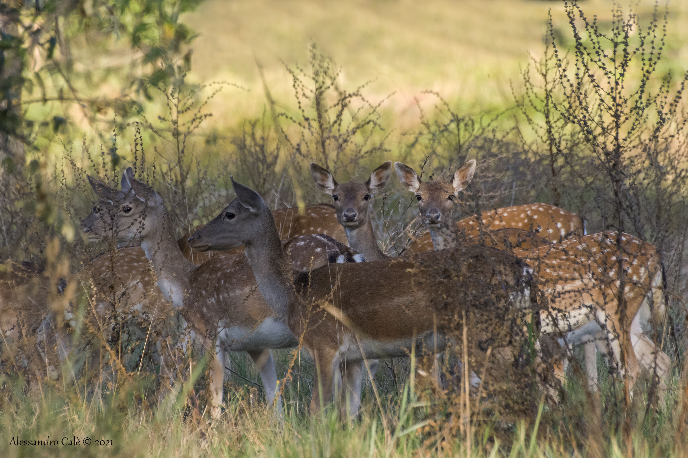 Dama dama (Daino) 4352