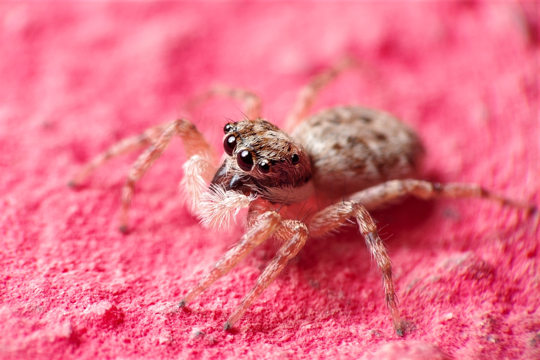 Menemeru semilimbatus, Salticidae