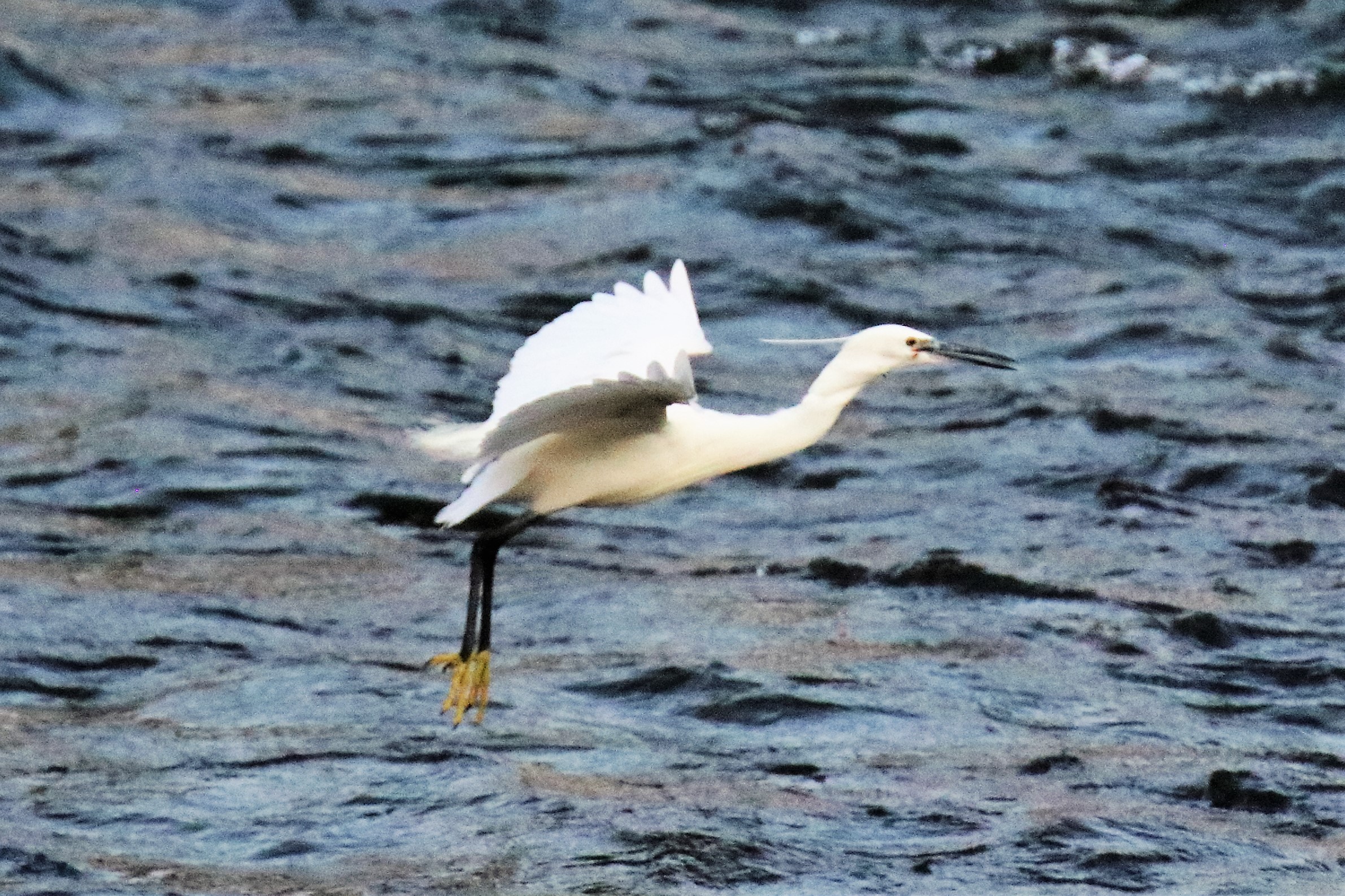 egret