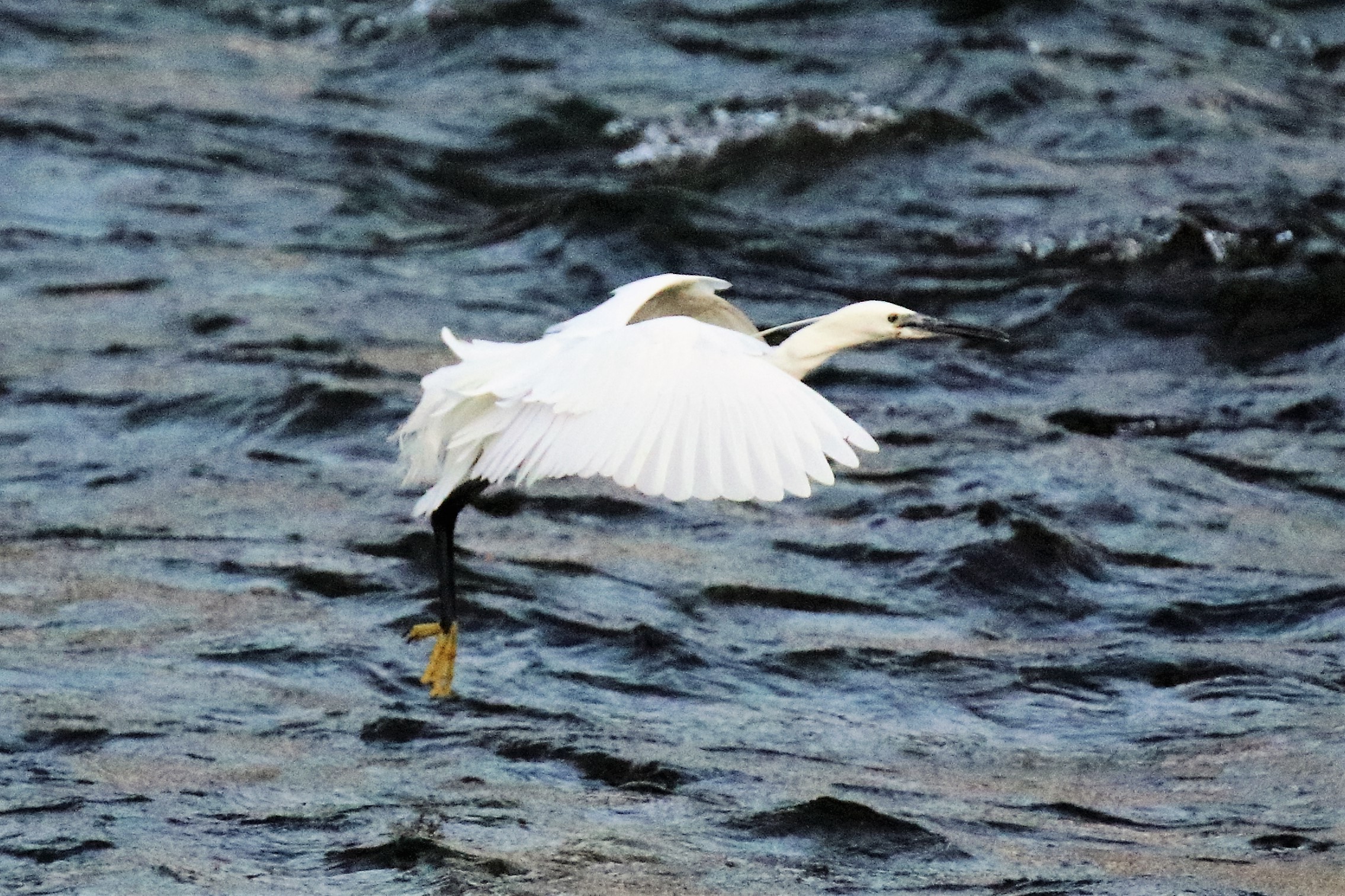 egret