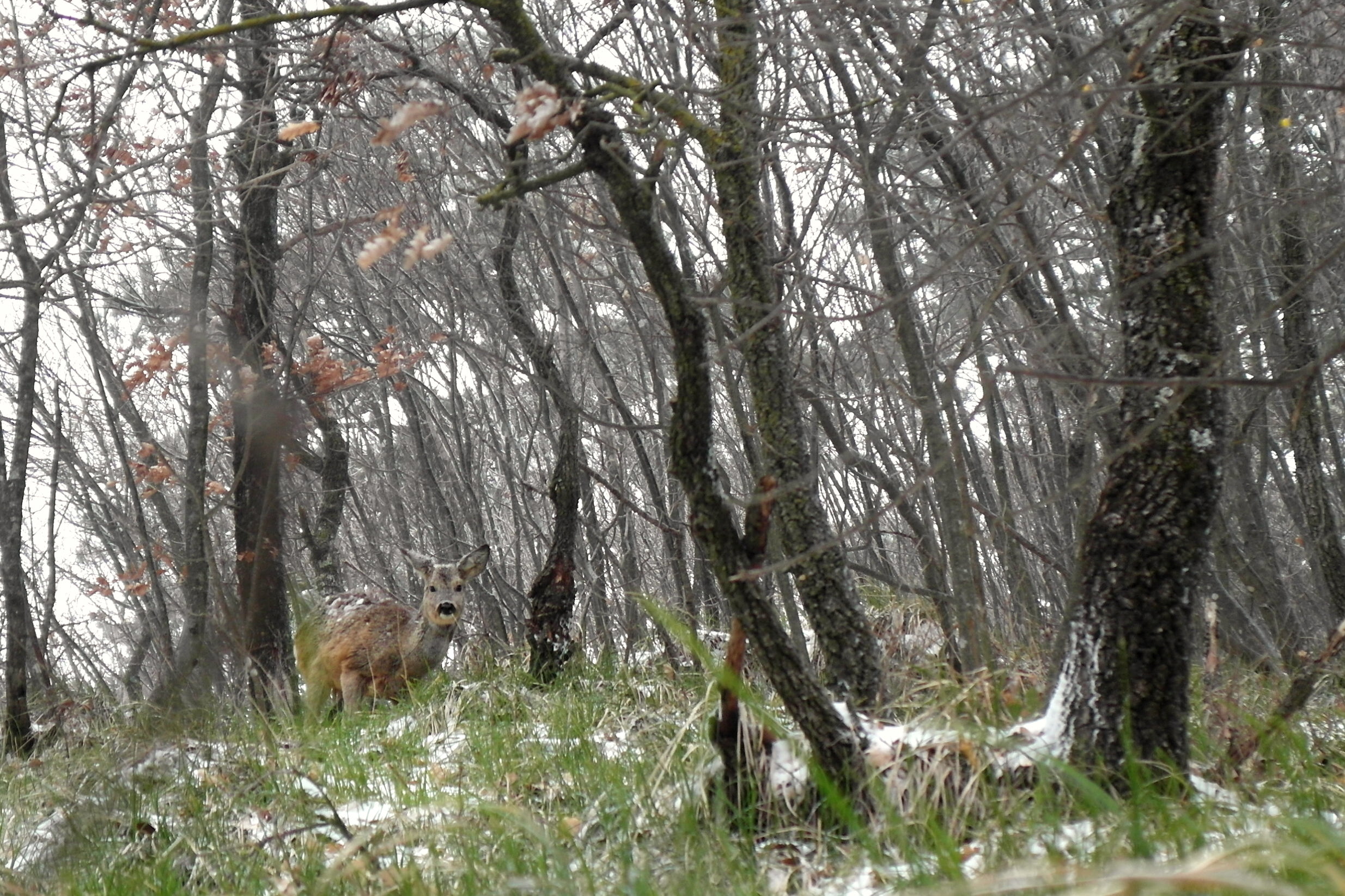 capriolo nella neve 1