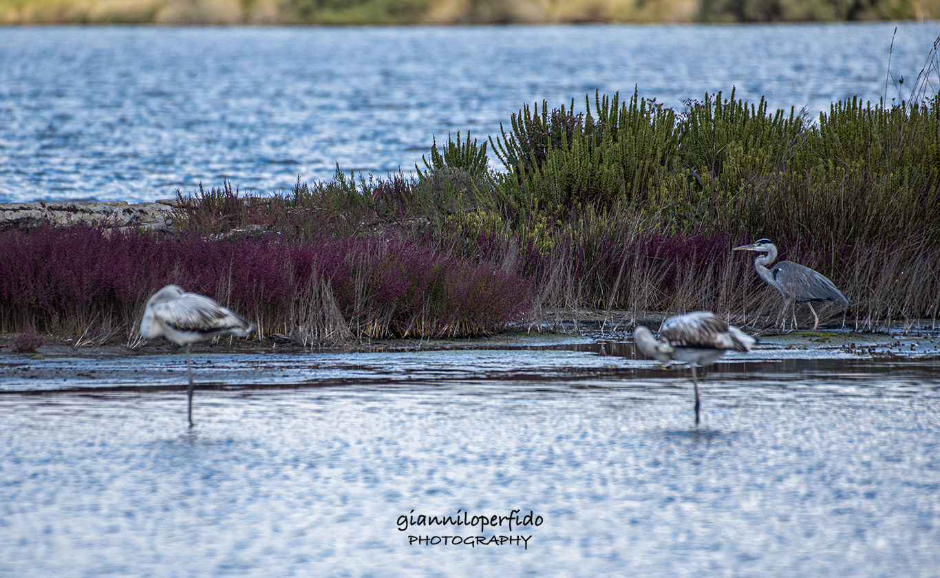 airone cenerino e fenicotteri