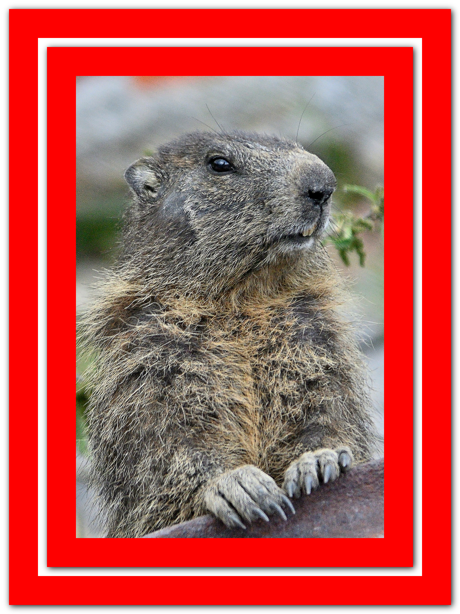 La Marmotta del Moncenisio