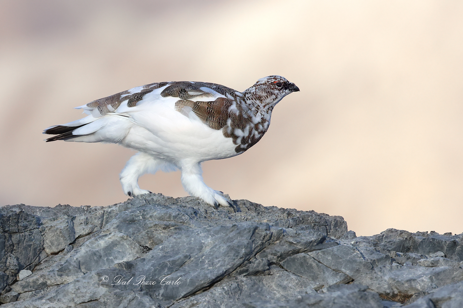 The diva on the catwalk