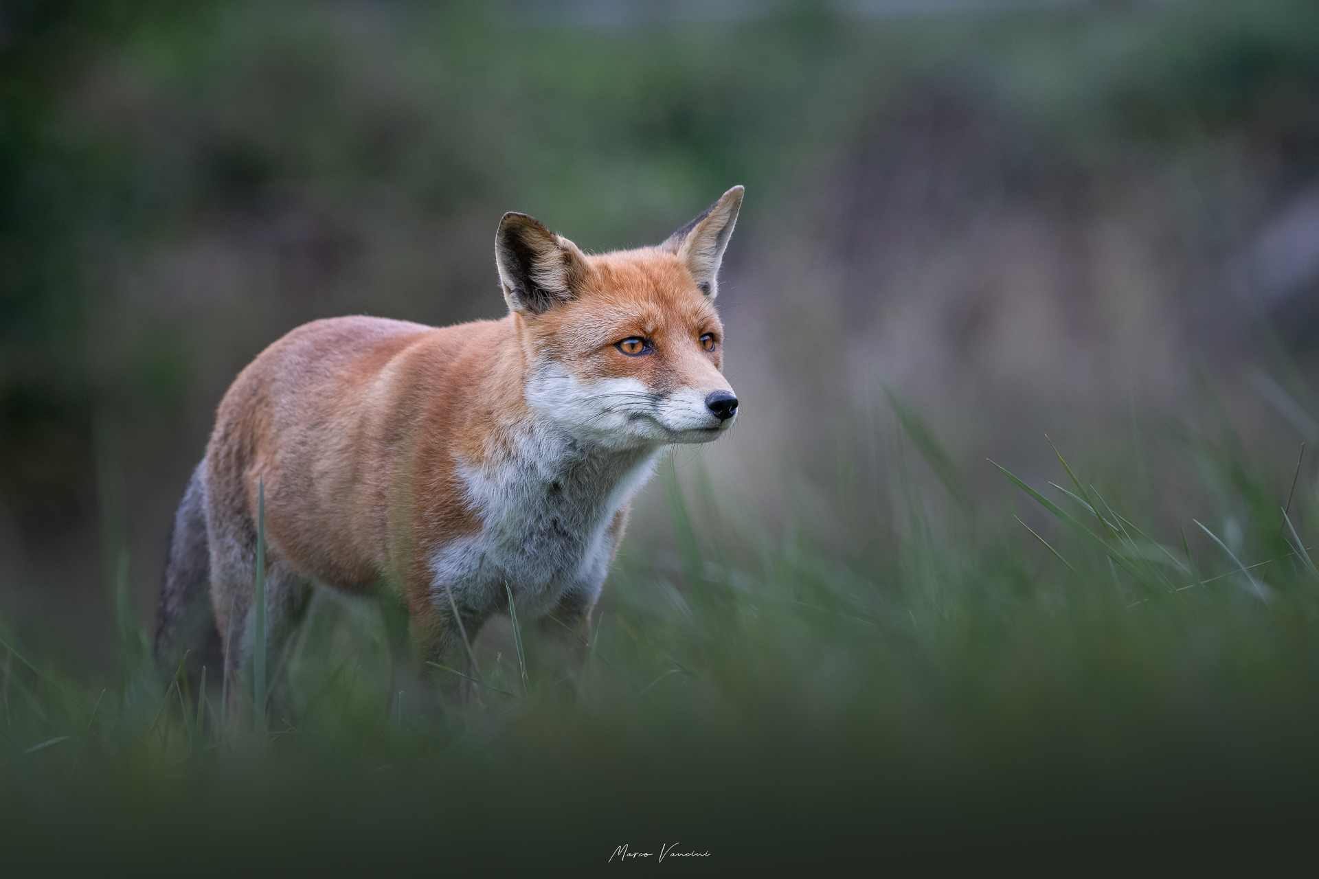 Beautiful fox