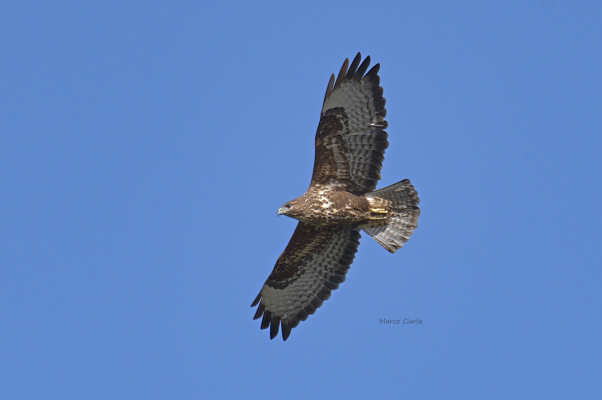 Buzzard (Buteo buteo )