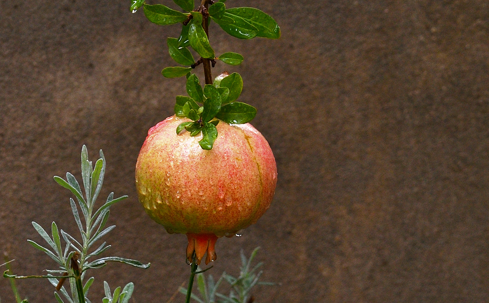 frutta di stagione
