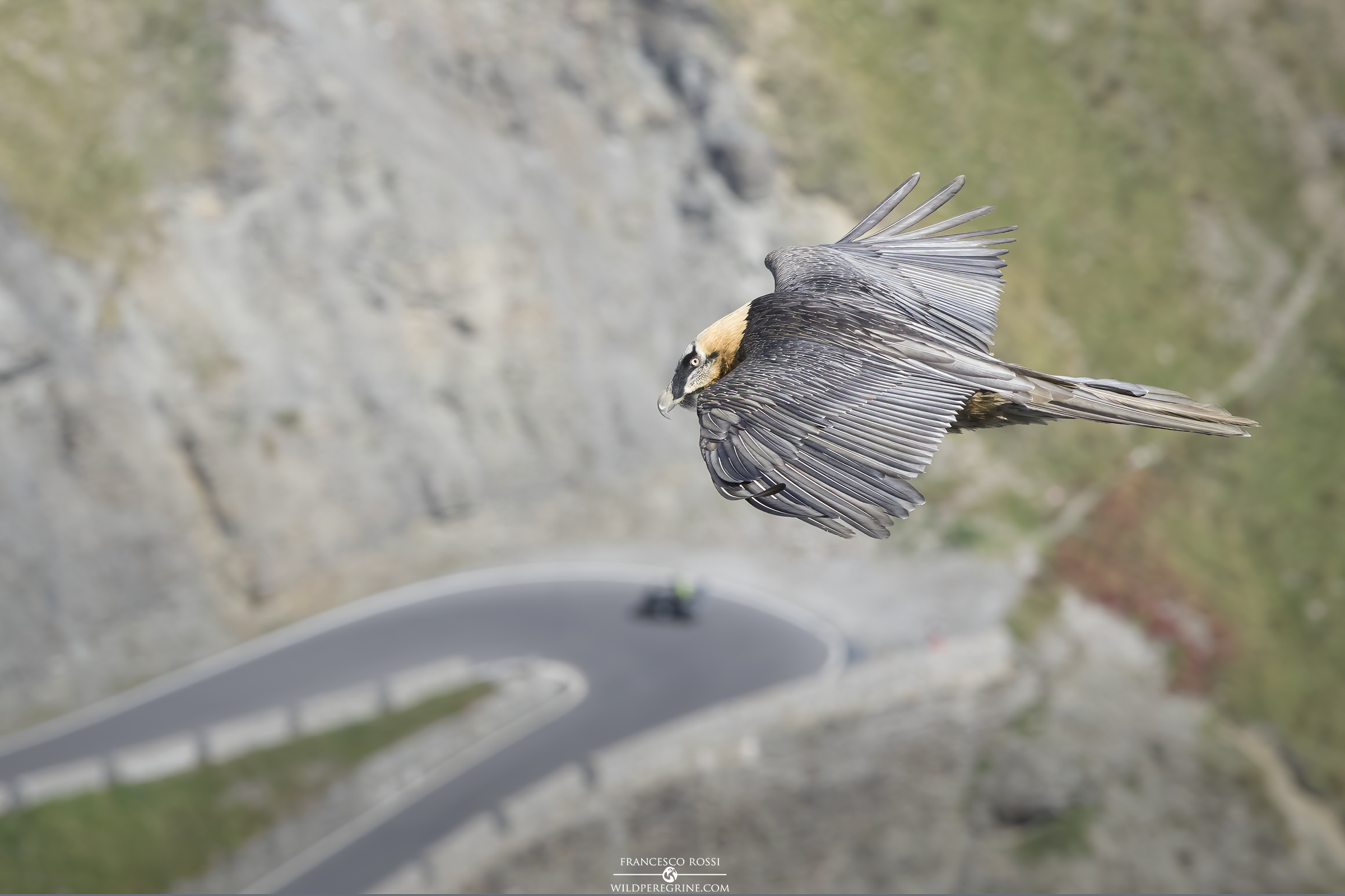 Bearded vulture (Gypaetus barbatus)