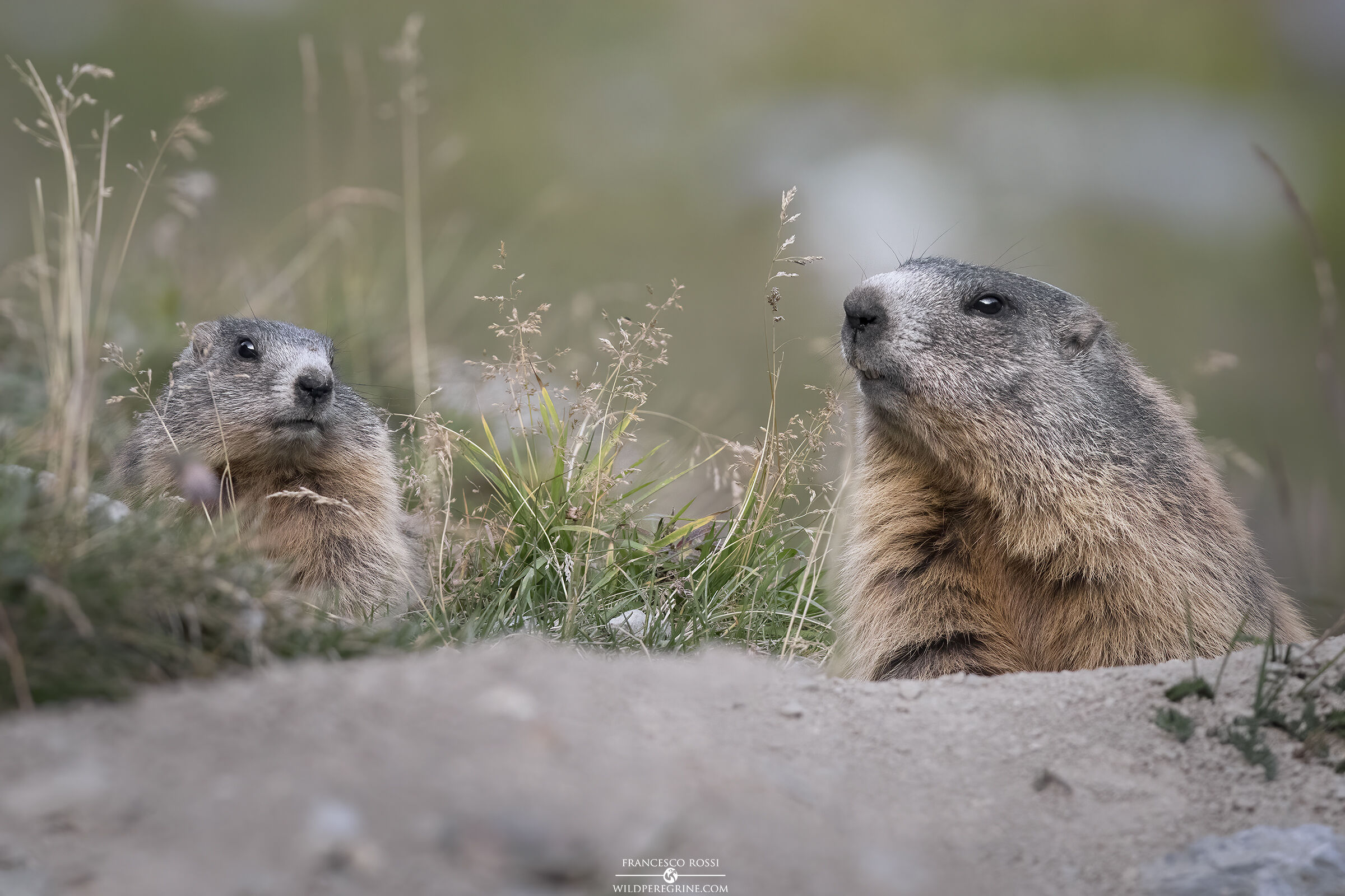 Marmots (Marmota marmota)