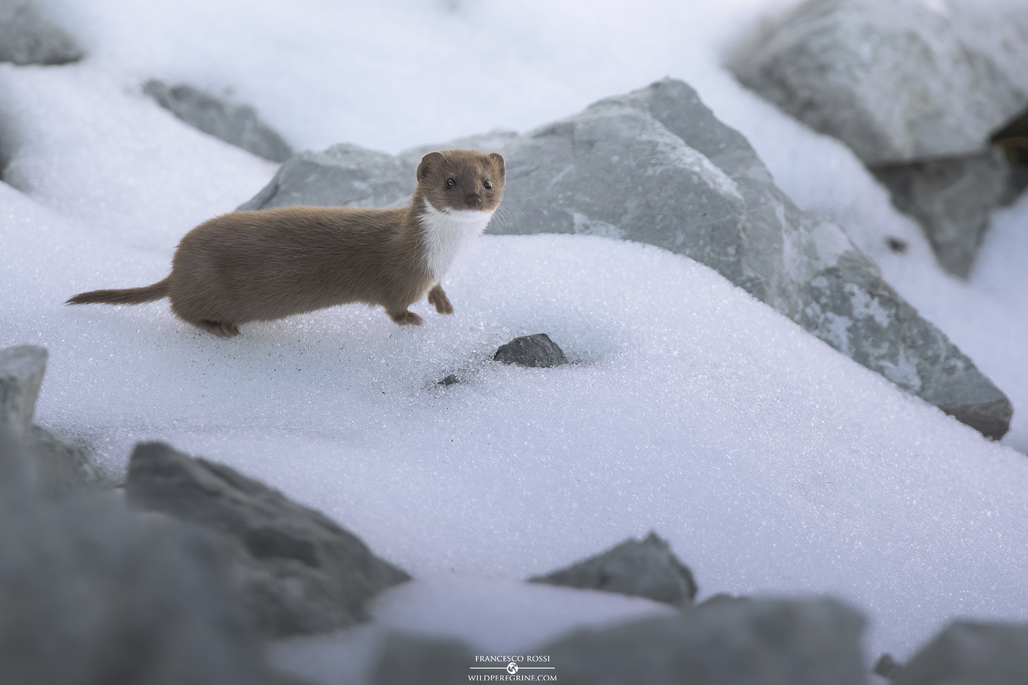 Donnola (Mustela nivalis)