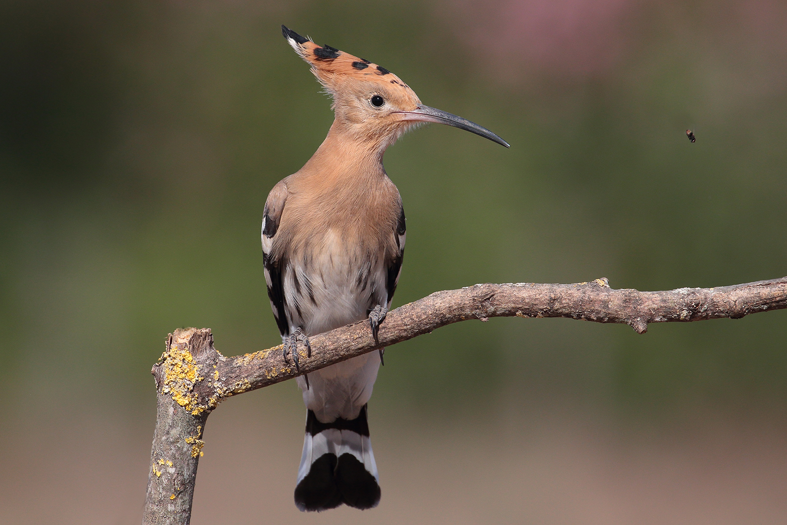 hoopoe.