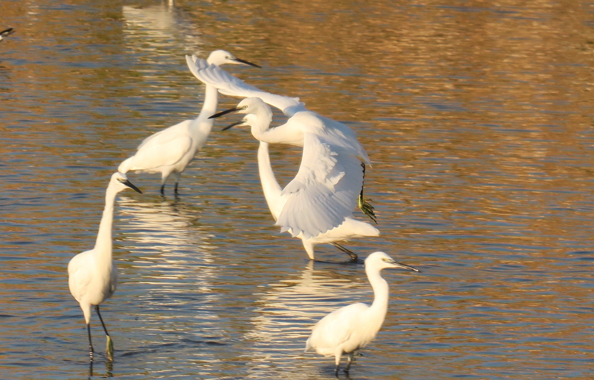 Egrets