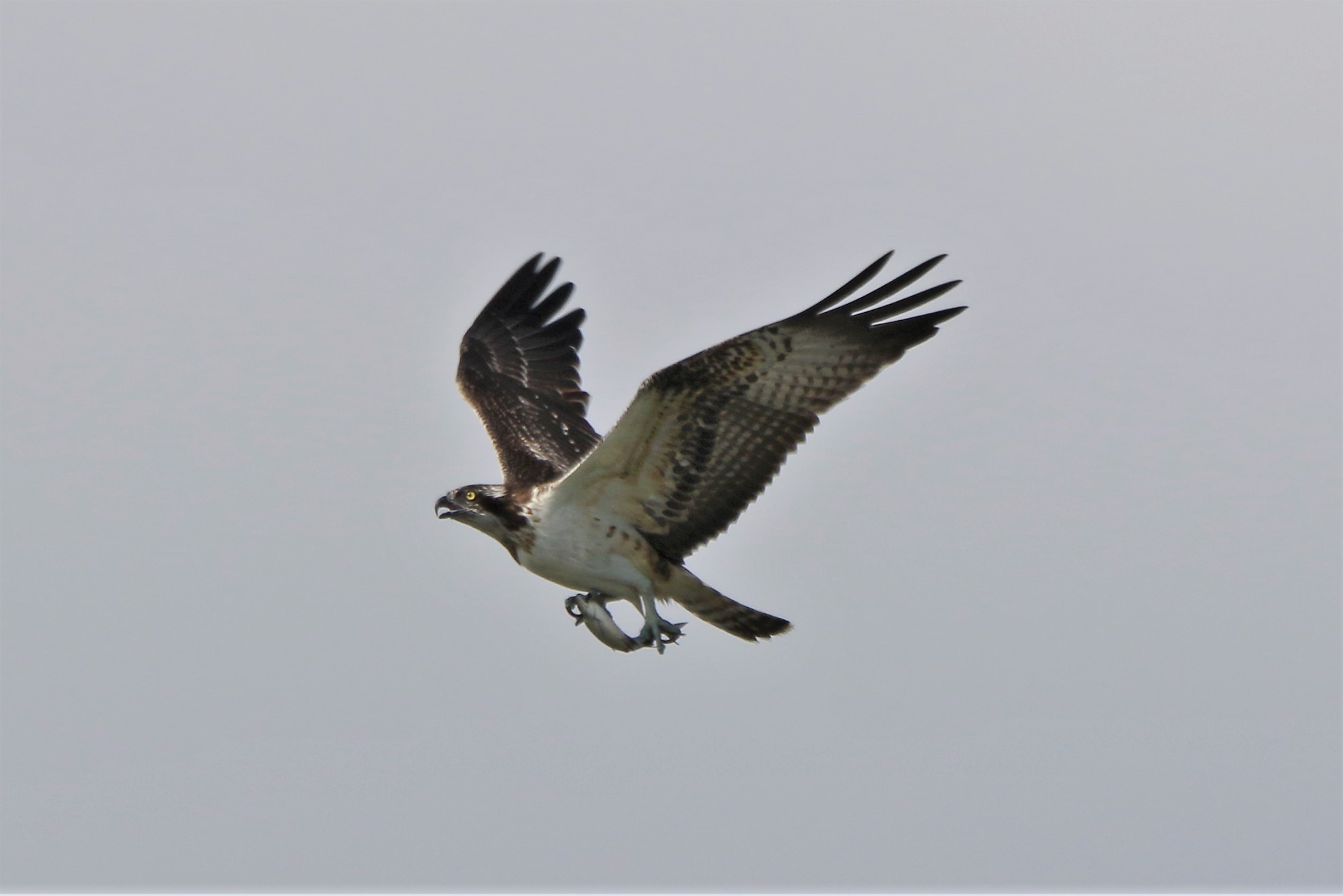 Osprey with prey 127