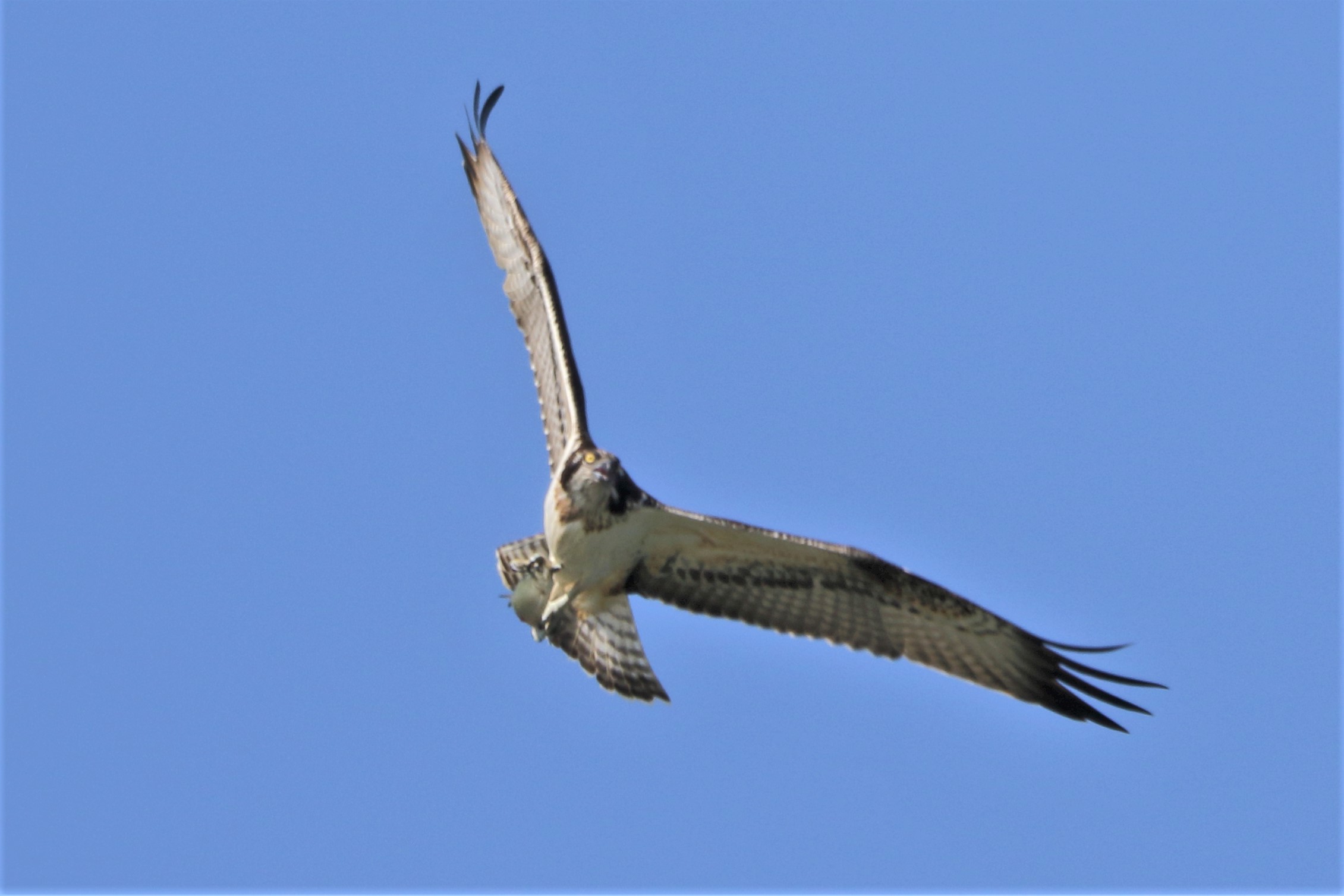 Osprey with prey 137