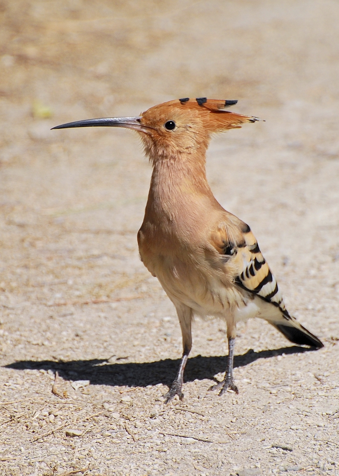 Hoopoe