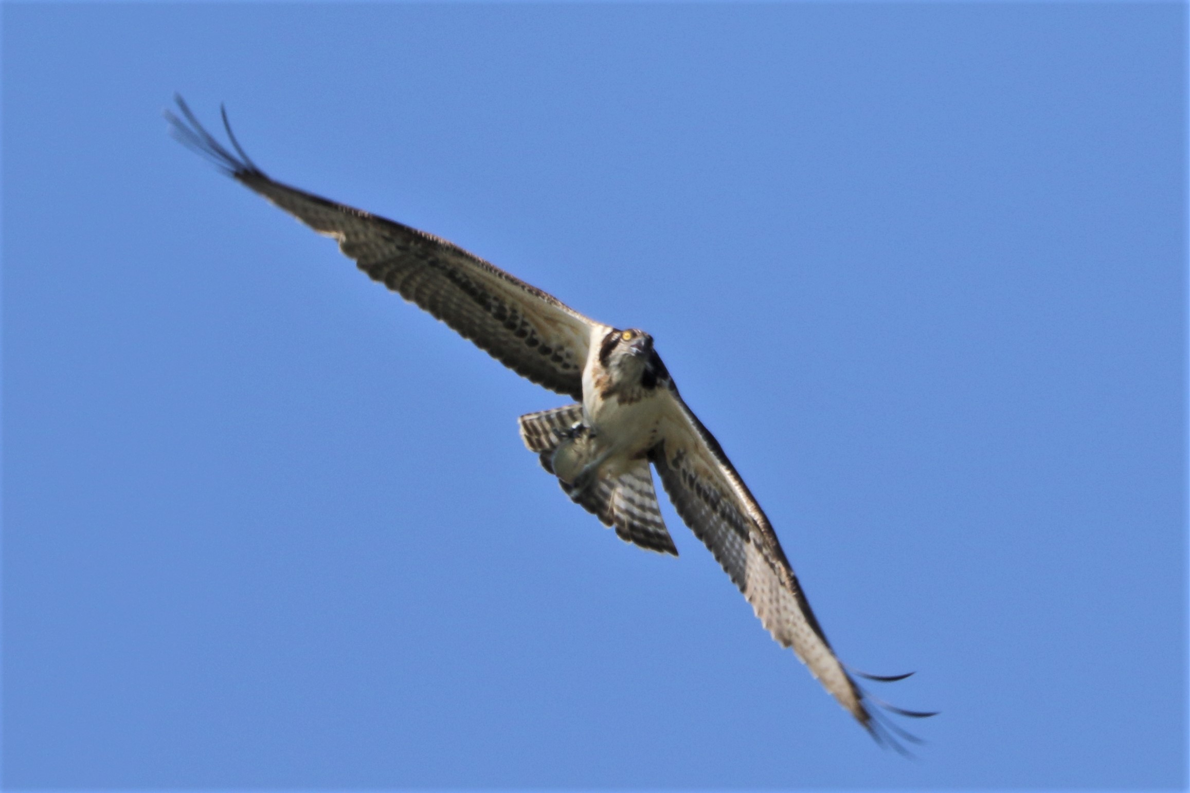 Osprey with prey 138