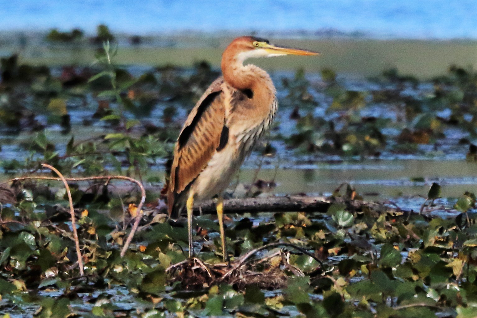 purple heron