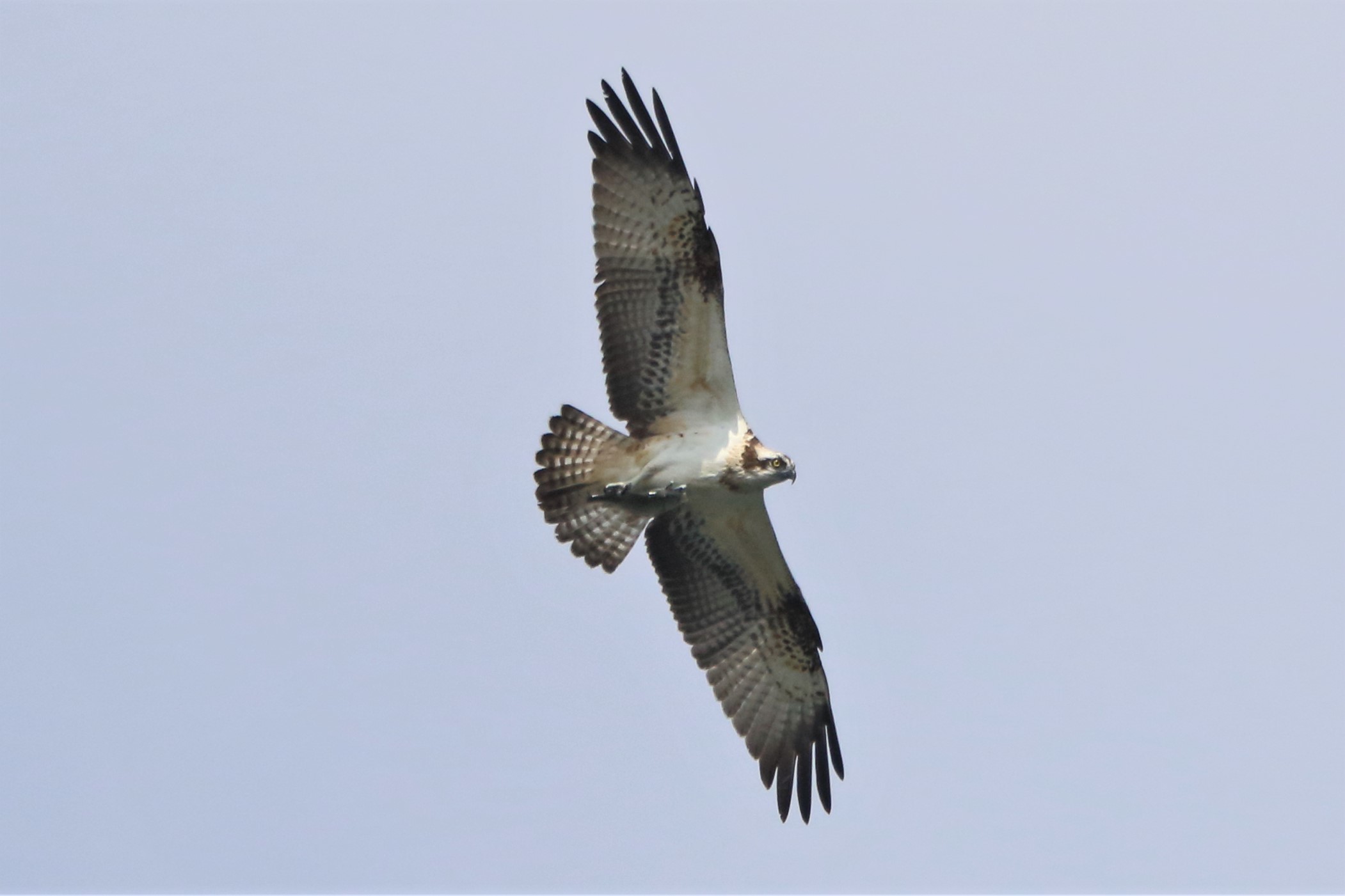 Osprey with prey