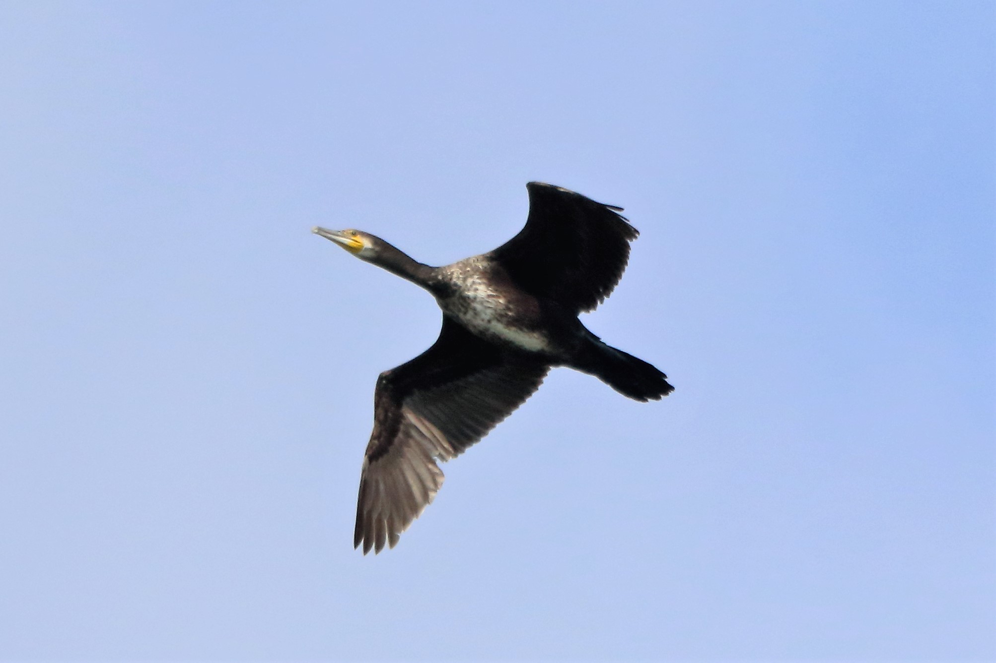 cormorant