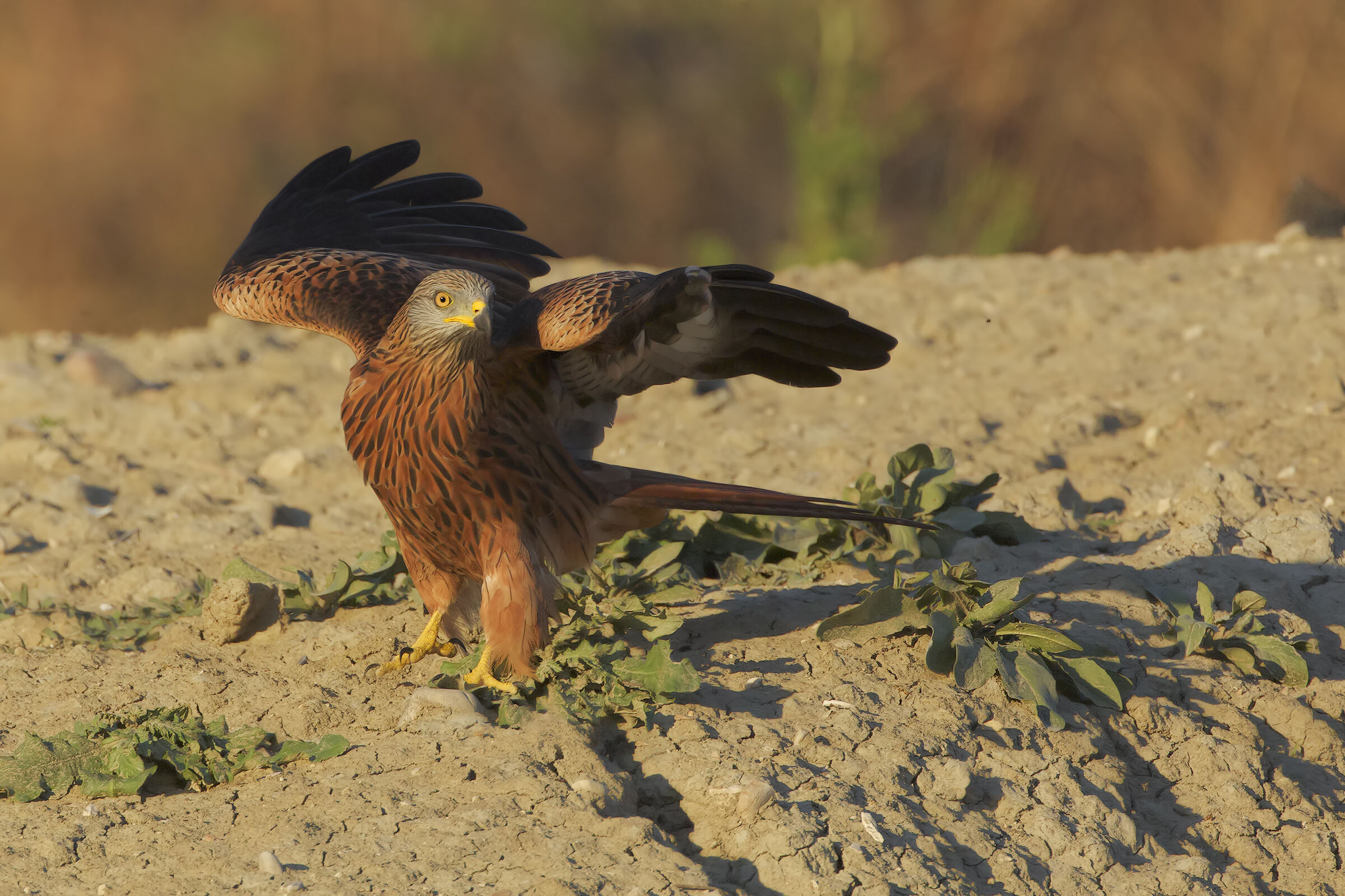 Red kite