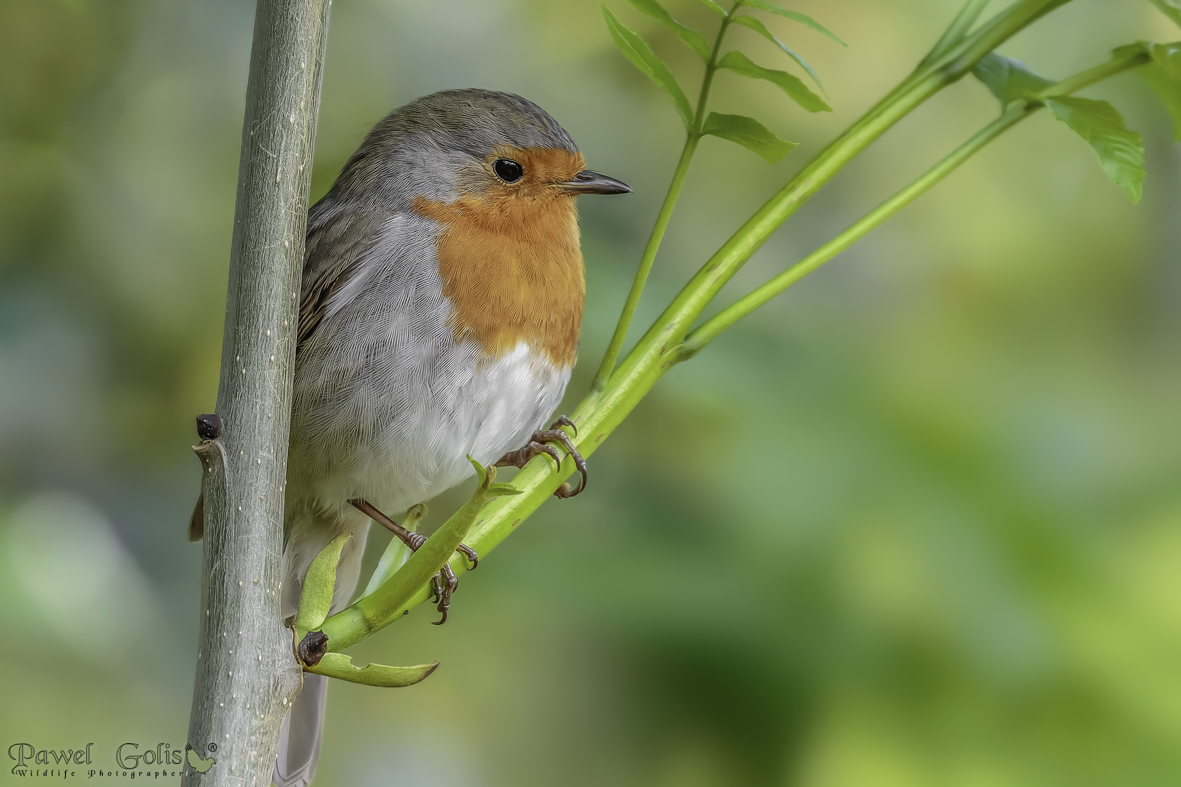 Pettirosso europeo (Erithacus rubecula)