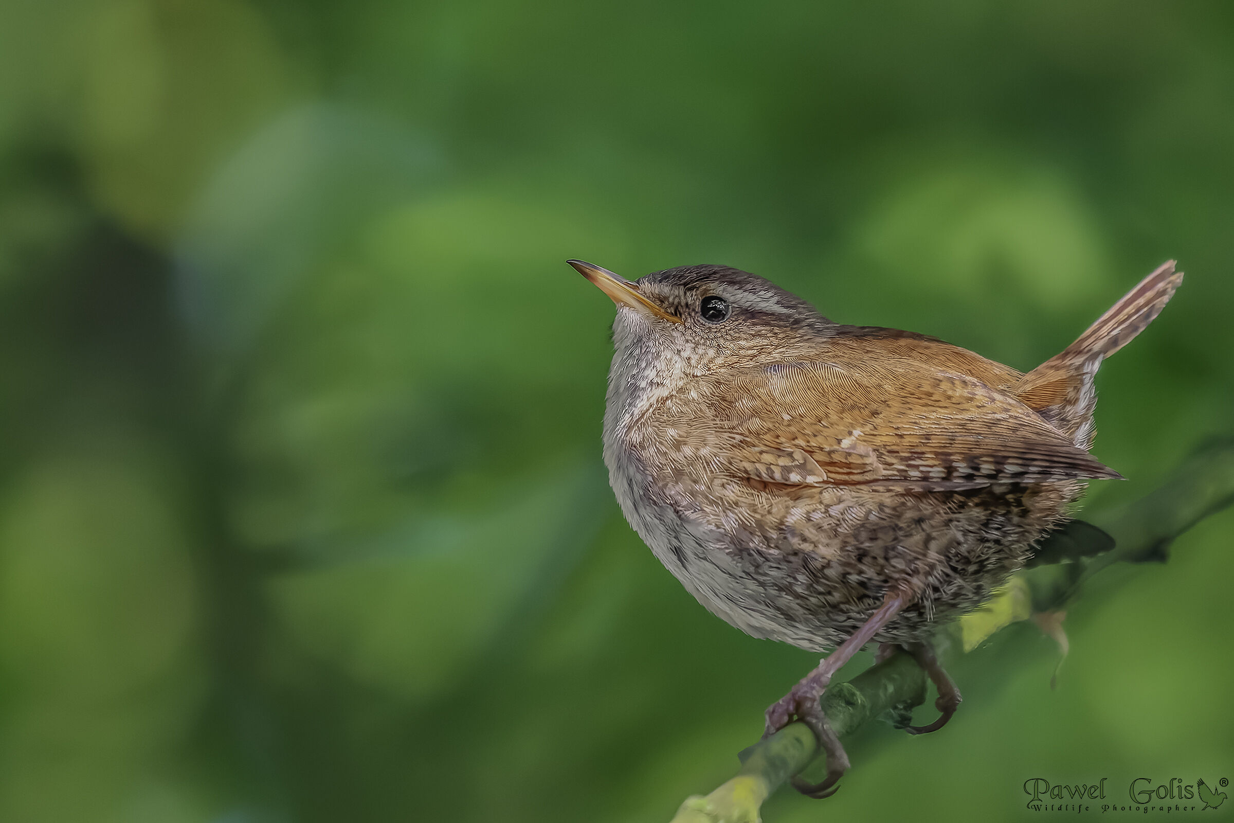 Scricciolo eurasiatico ( Troglodytes troglodytes)