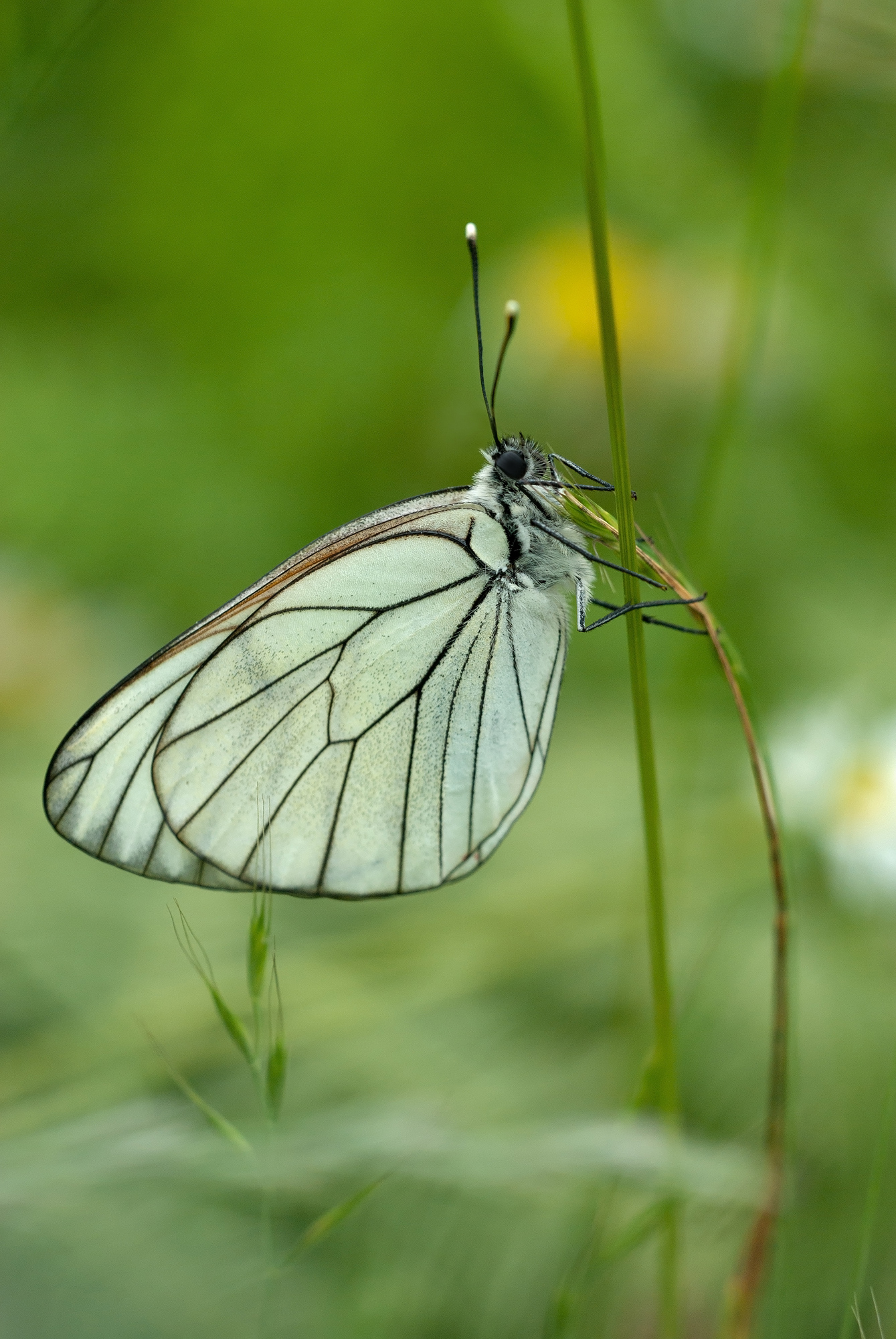 Aporia crataegi (Linnaeus, 1758) - Pieridae