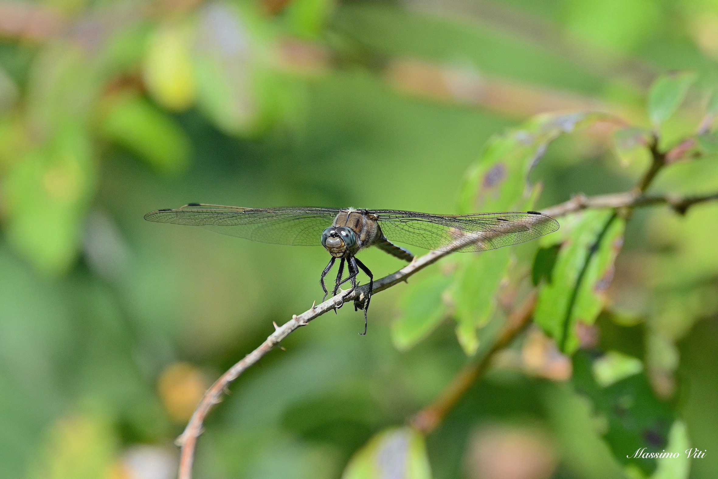 Dragonfly Nikon Zfc+FTZ+150/600 c.