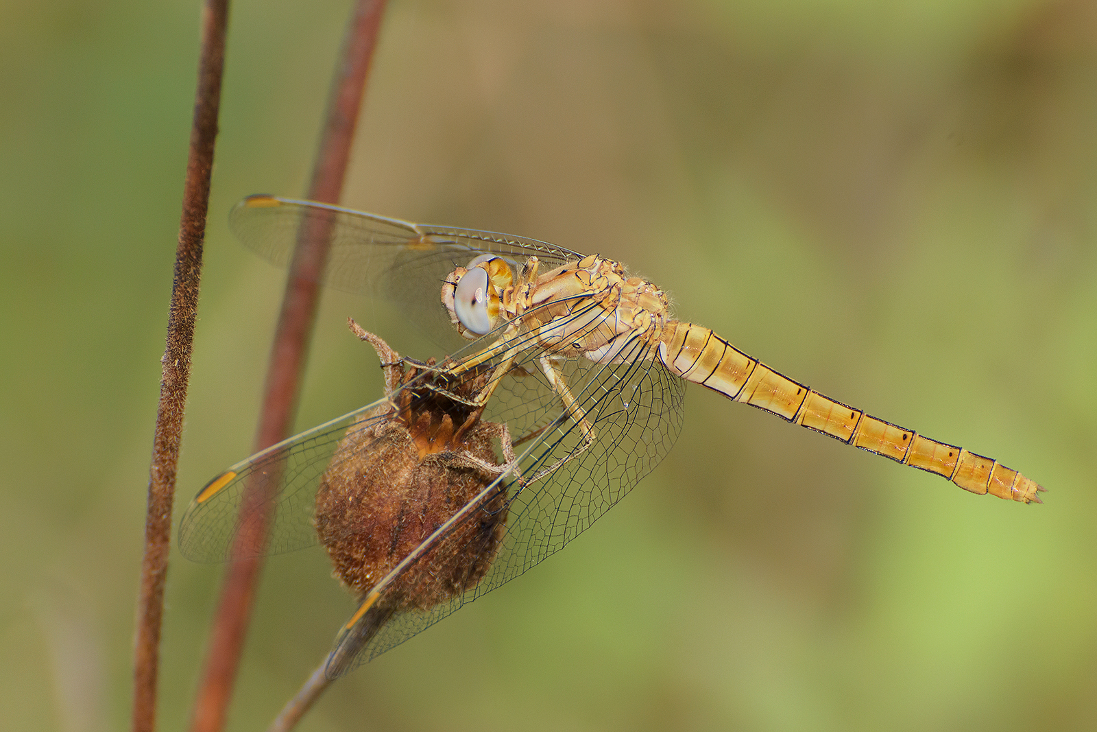 Dragonfly(Orthetrum brunneum female) 2