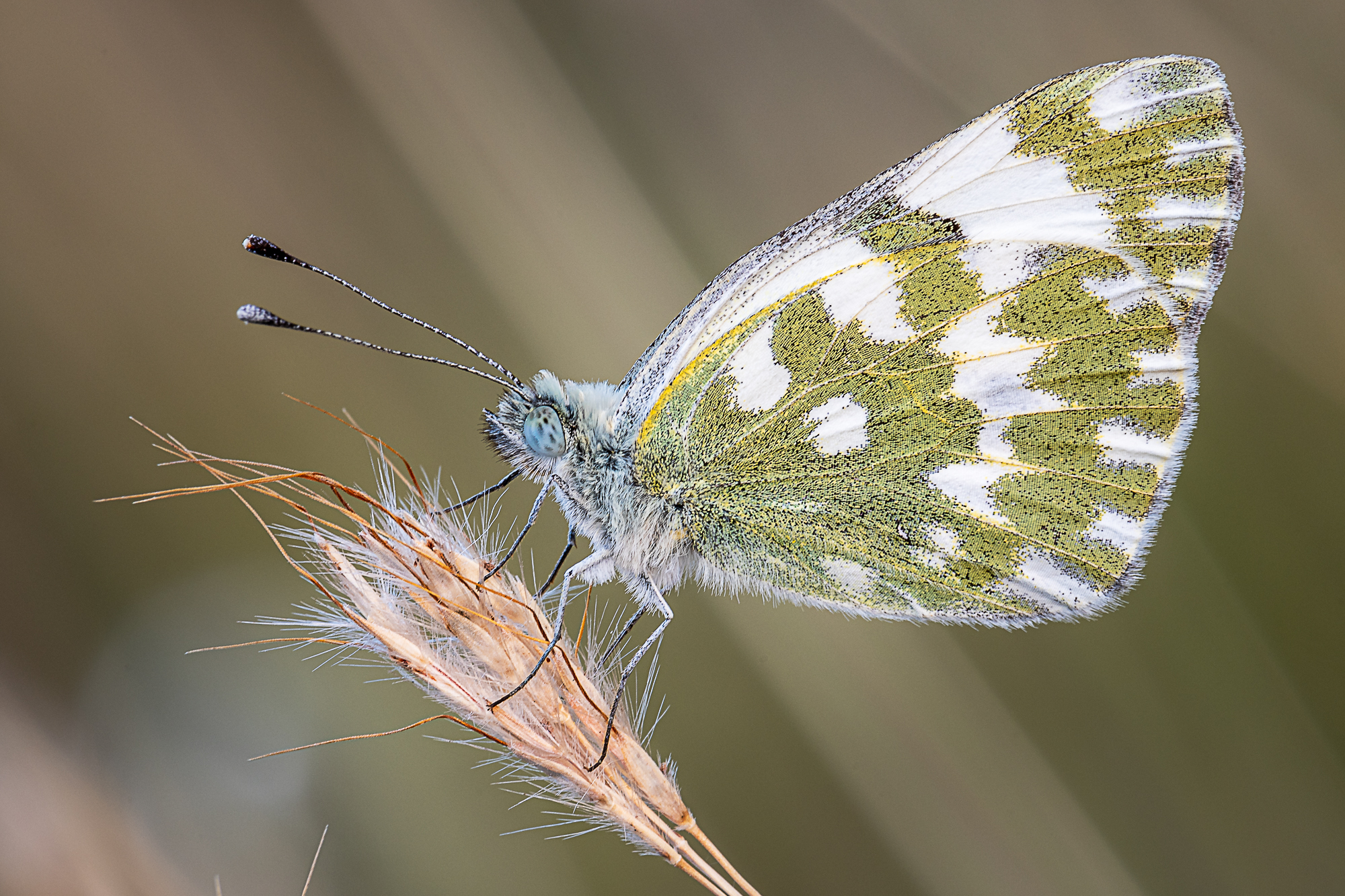 Pontia Edusa