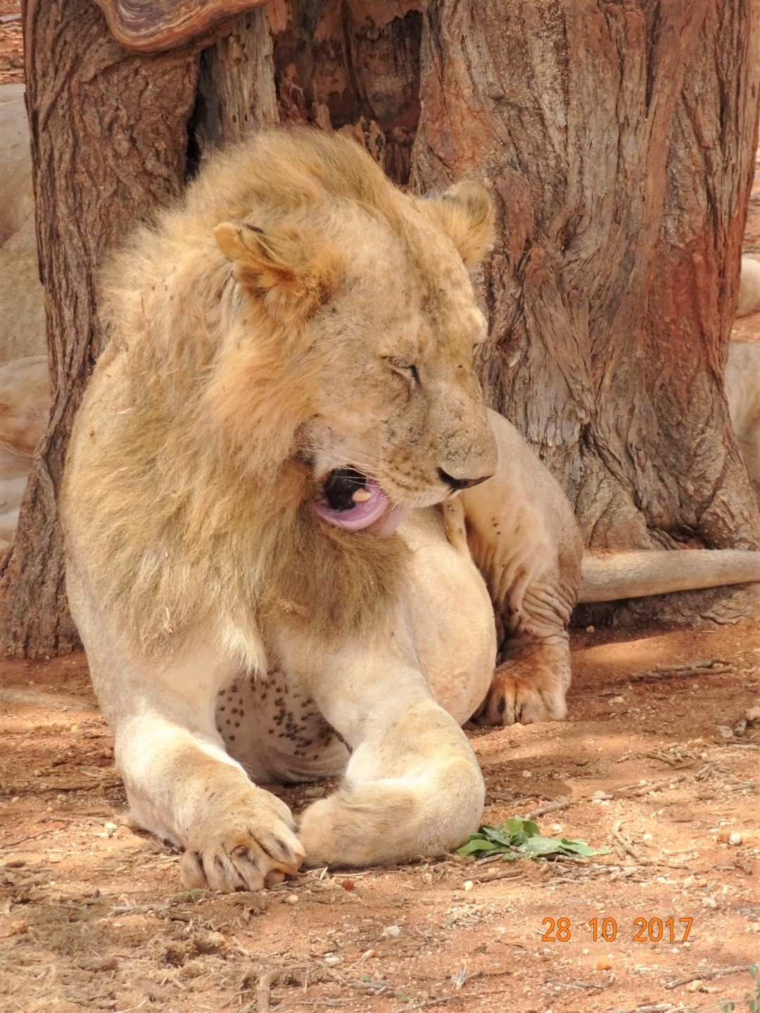 Lion