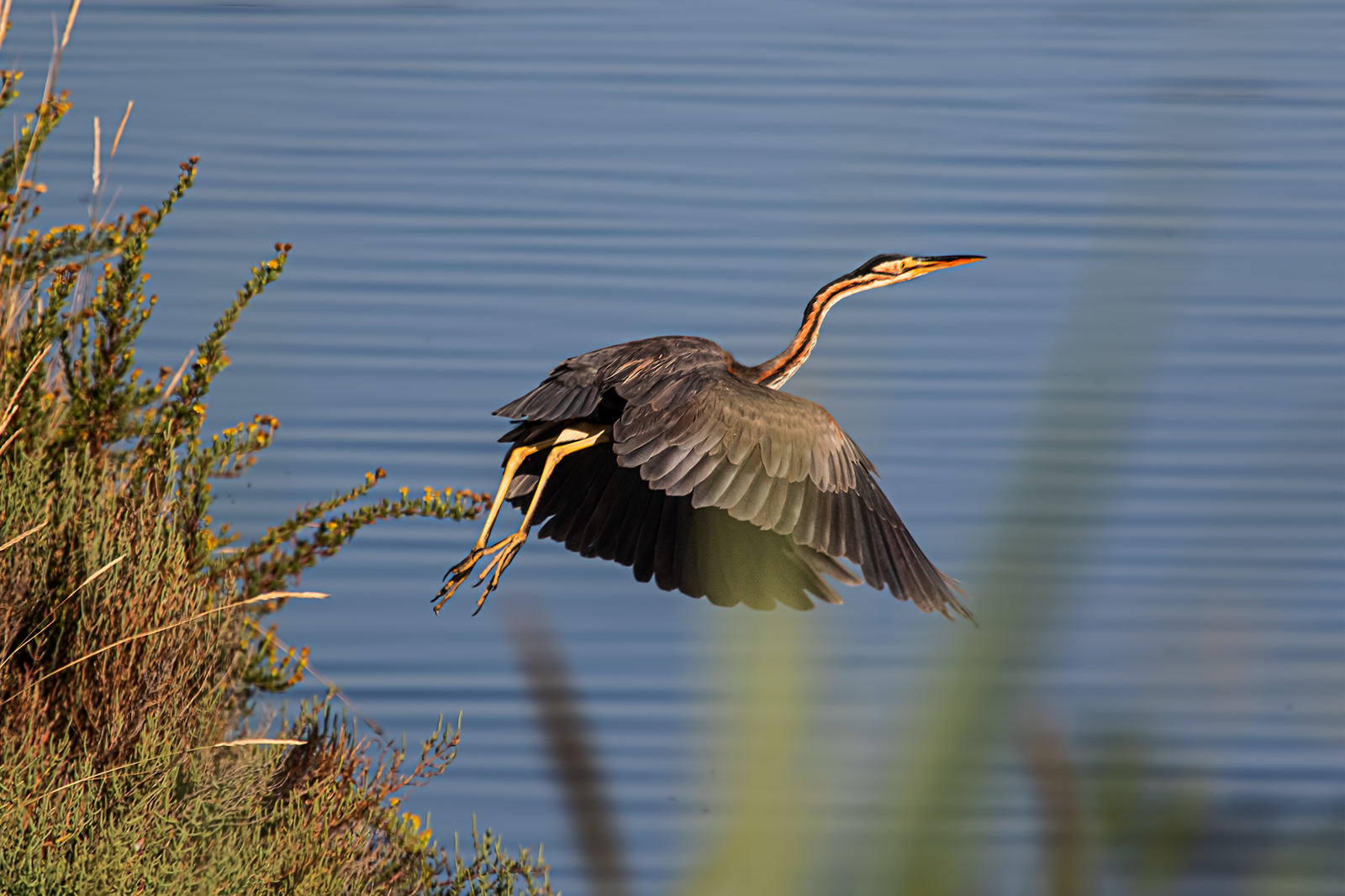 purple heron
