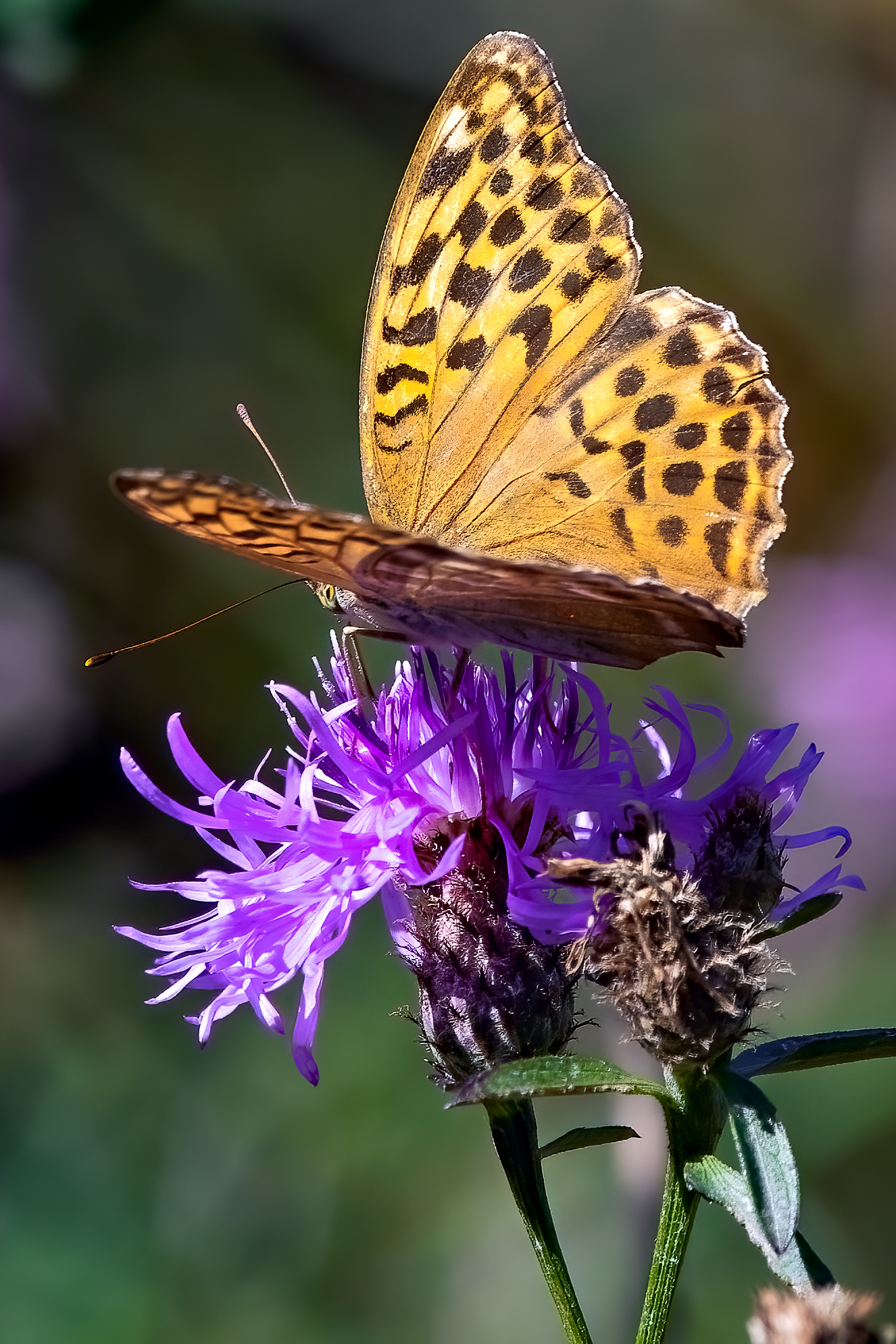 Argynnis paphia