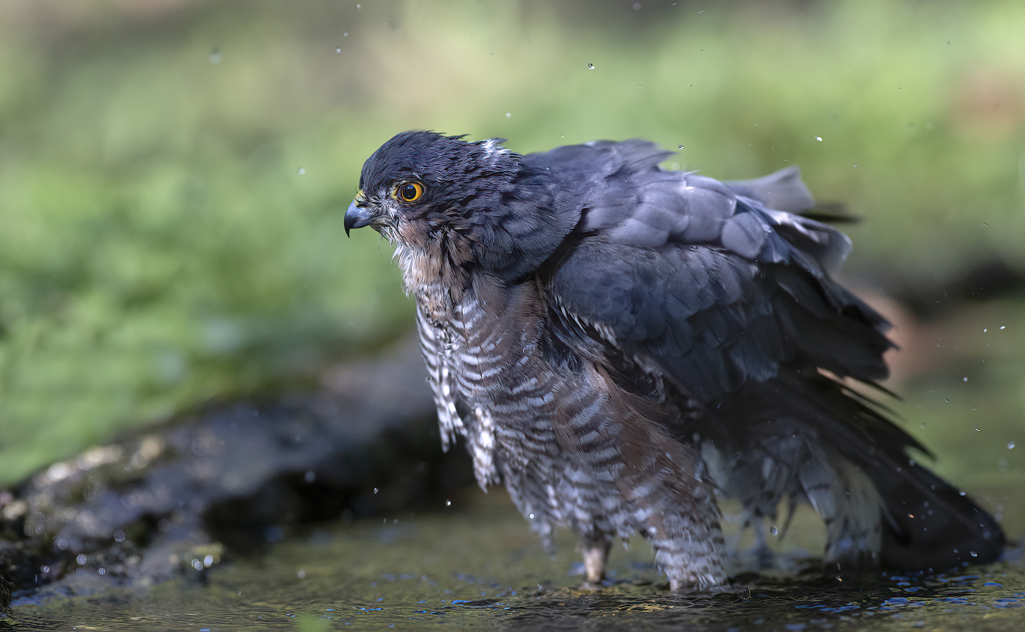 Sparviere maschio adulto