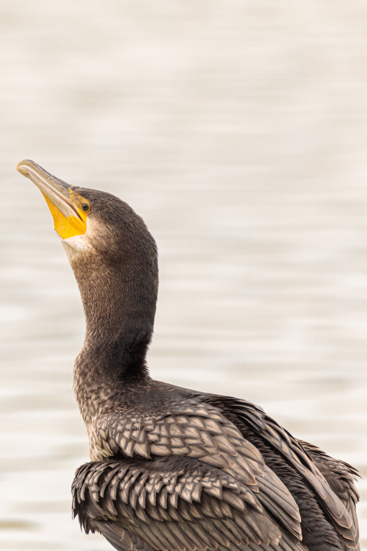 Cormorant