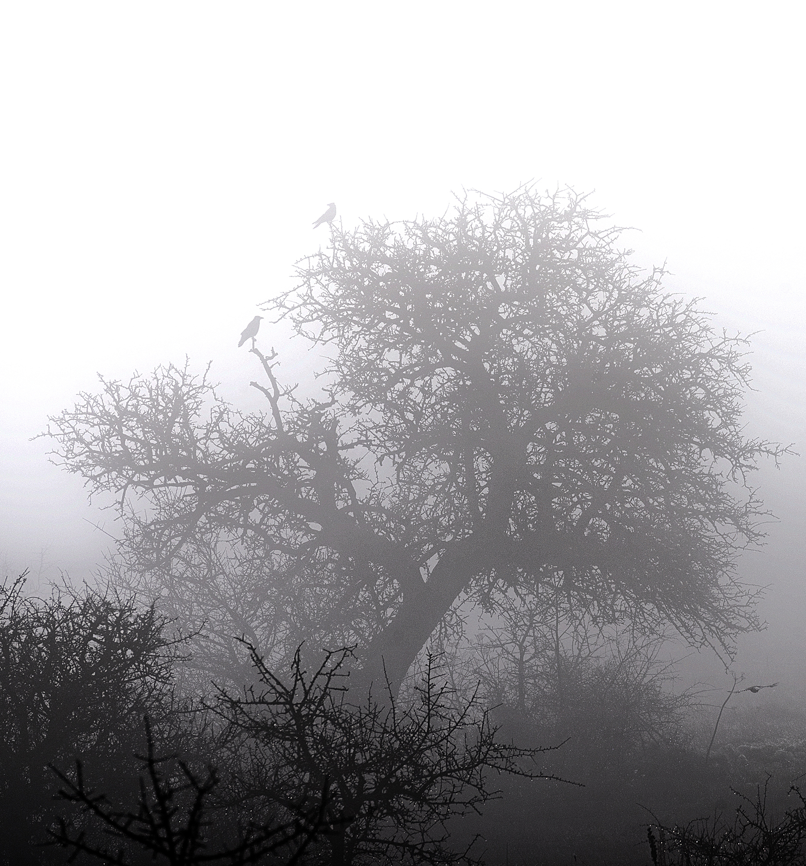 Perastro con cornacchie grigie rigorosamente a colori