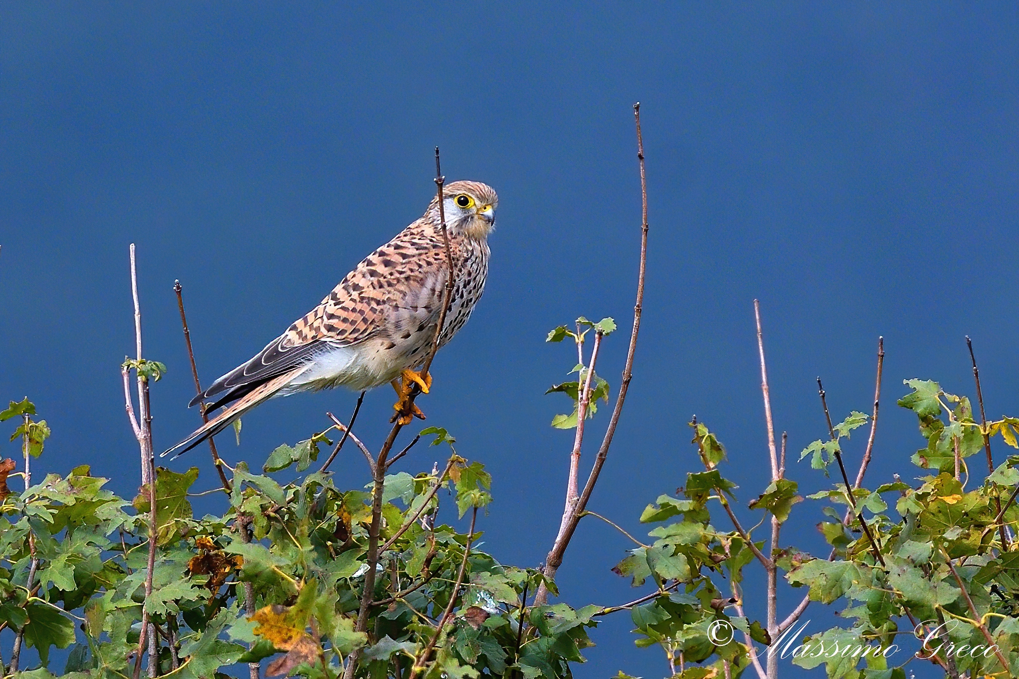Kestrel (Falco tinnunculus)