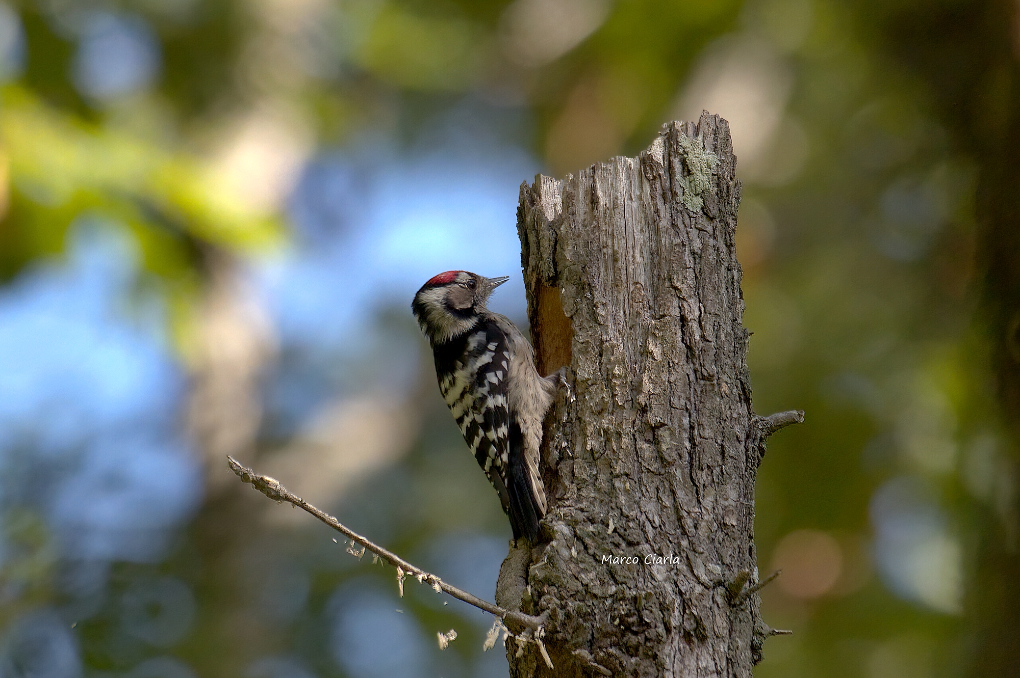 Lesser Red Woodpecker (Dryobates minor)