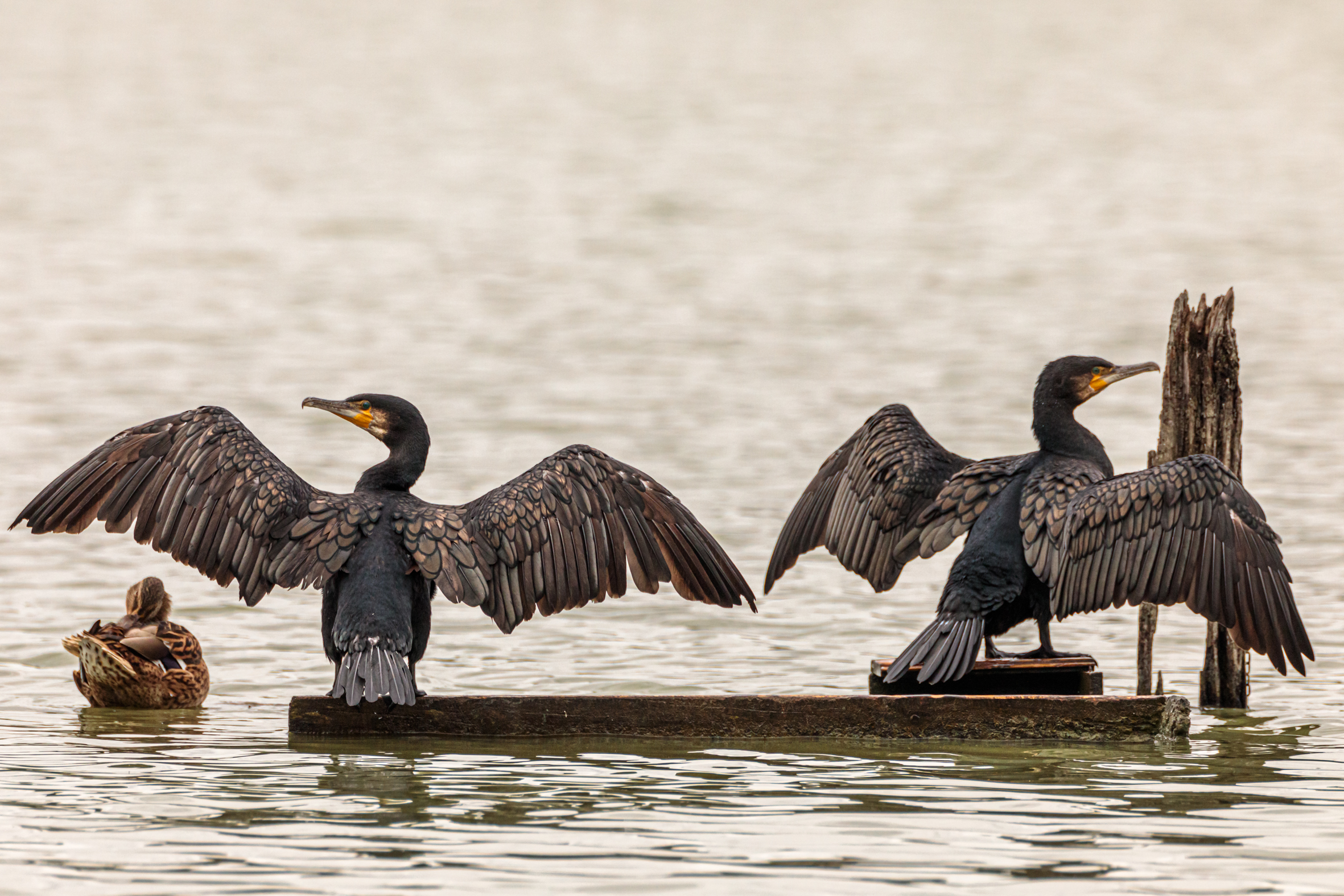 Cormorants in company