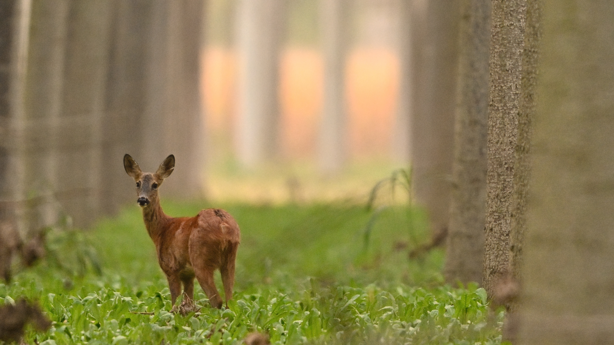 femmina nel pioppeto