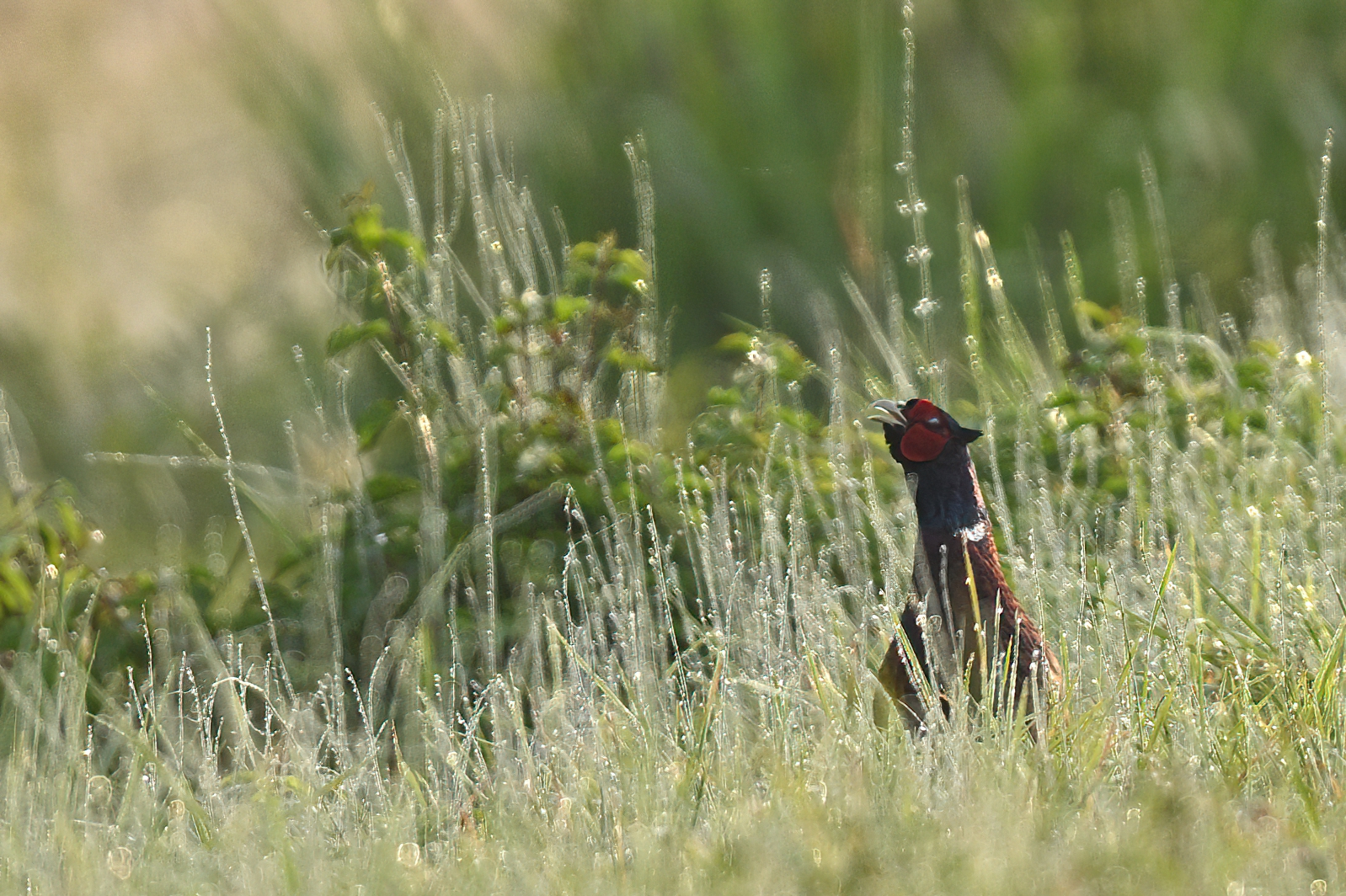 the song of the pheasea