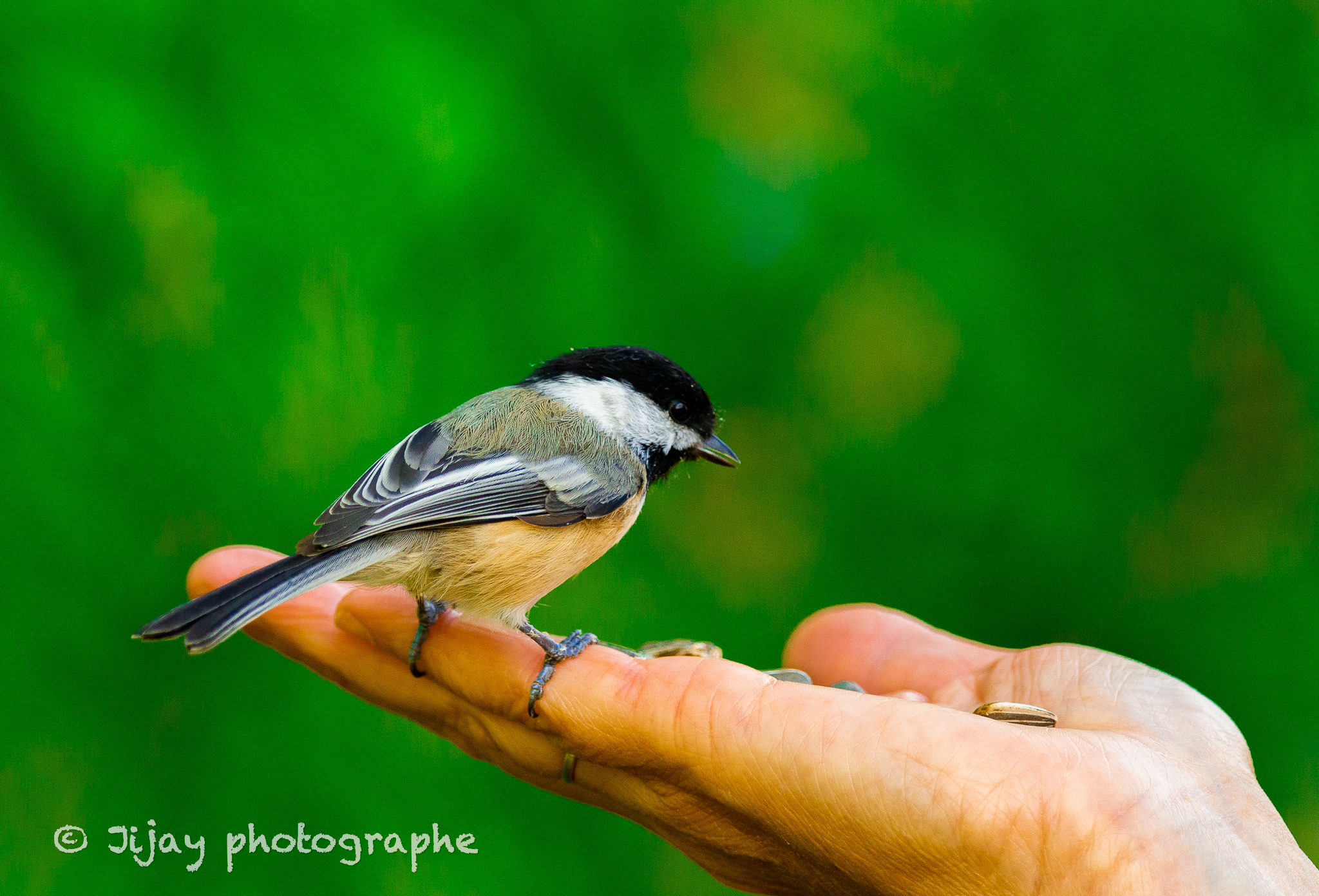 Mésange sur la main