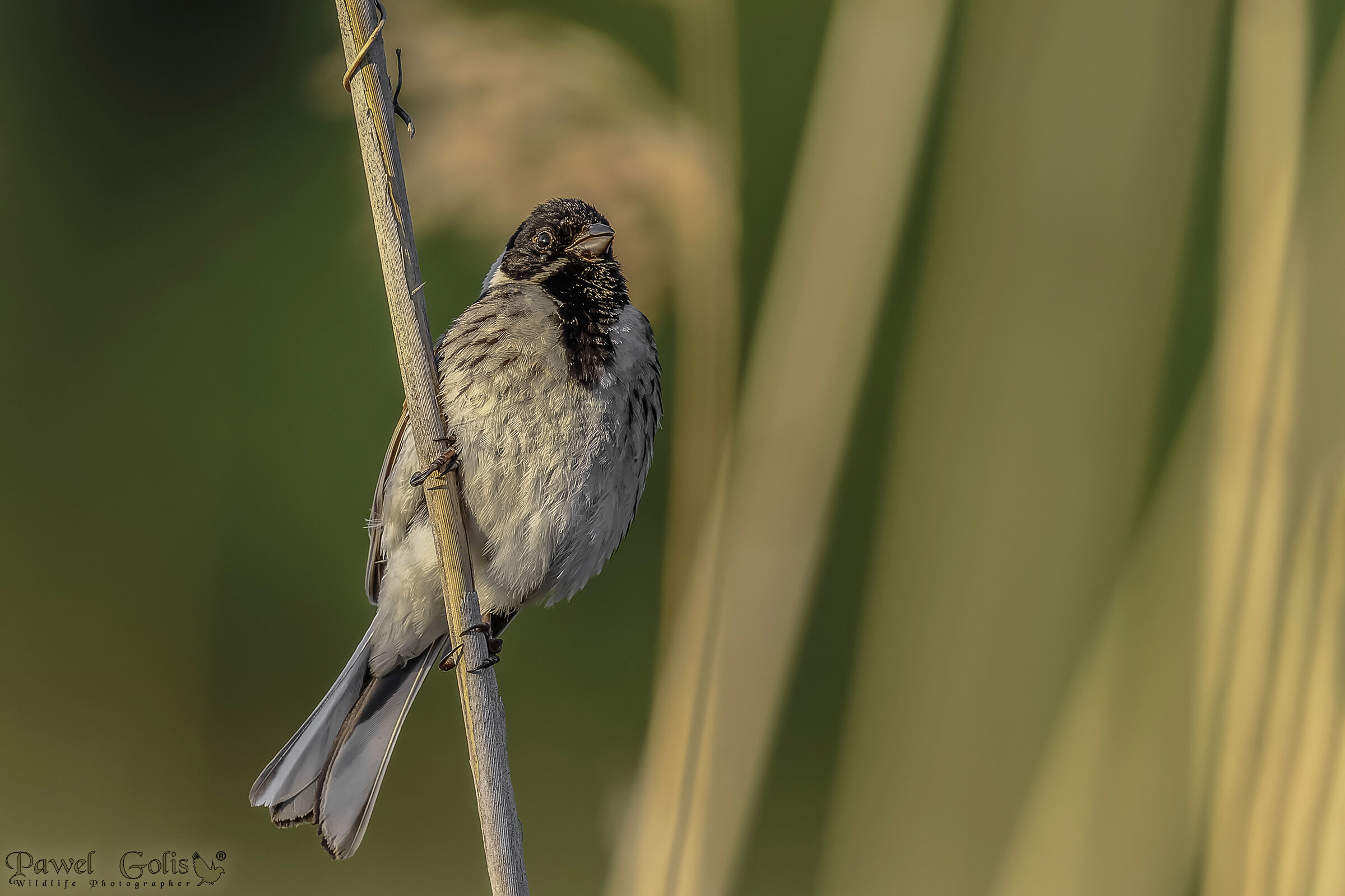 Cannuzza comune (Emberiza schoeniclus)