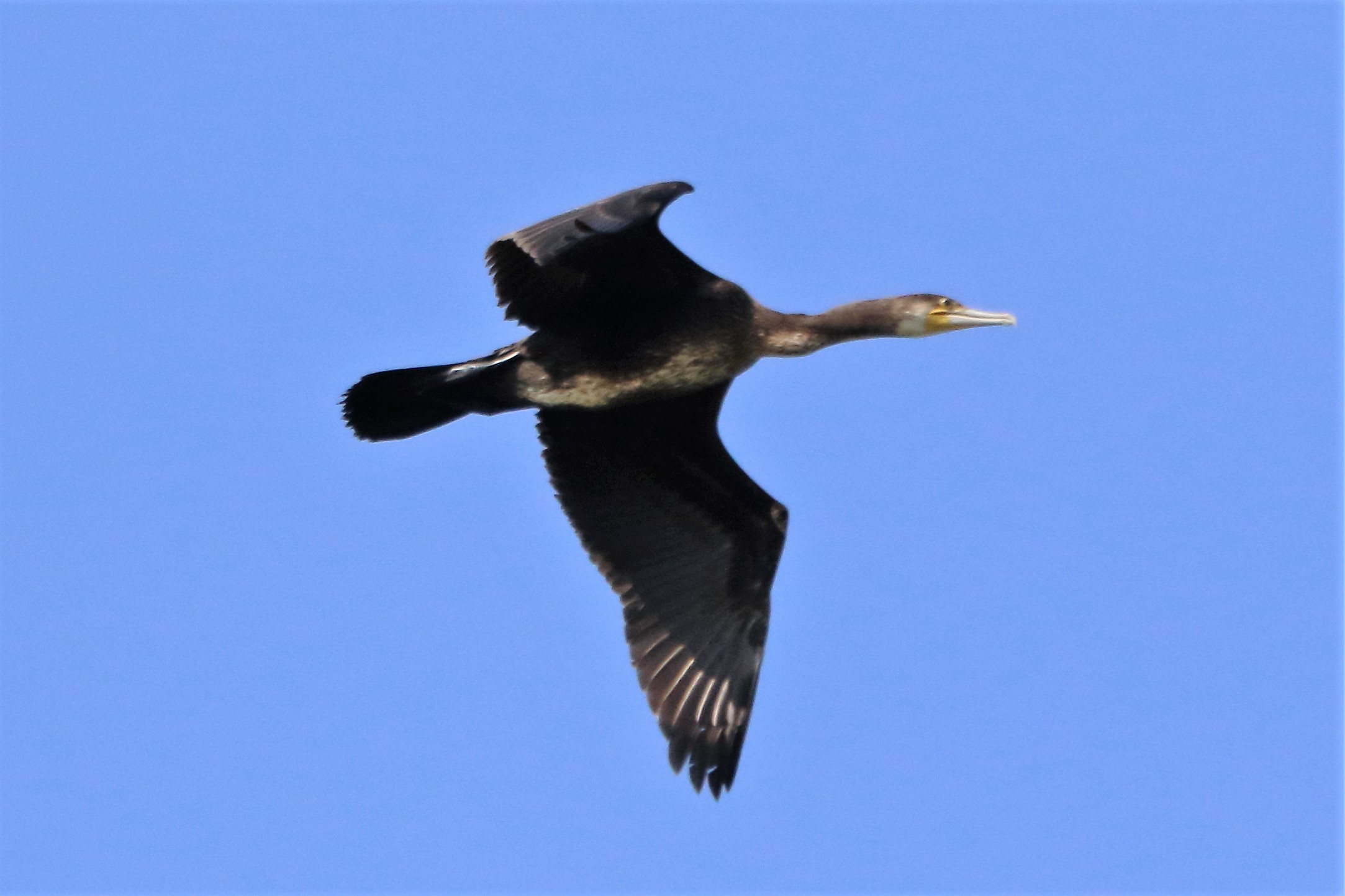 cormorant