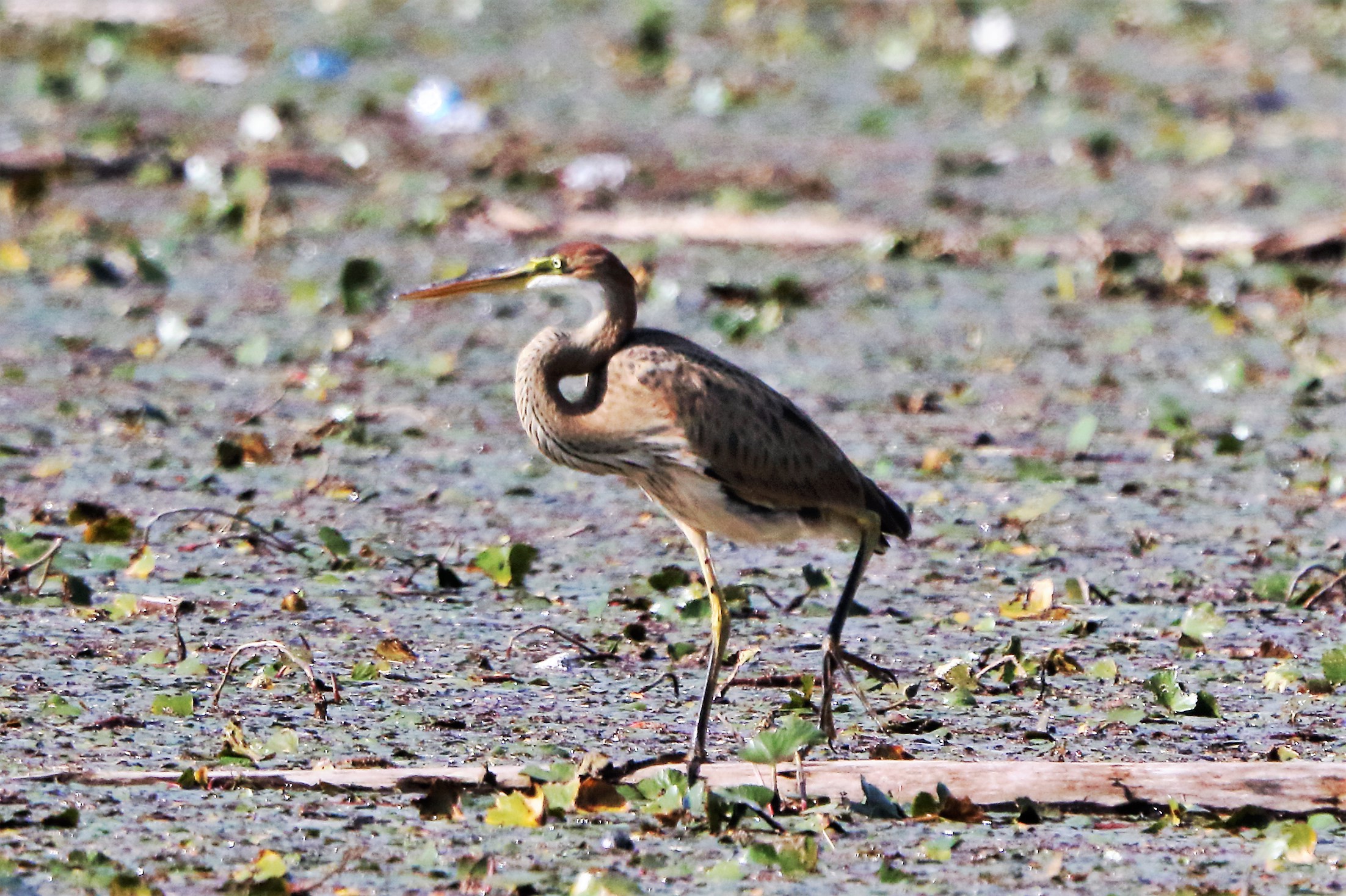 purple heron